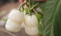 栽培人參果的整地施肥、定植與追肥和澆水問題