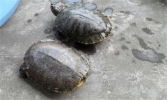 甲魚和王八一樣嗎？甲魚的生長(zhǎng)周期是多少天