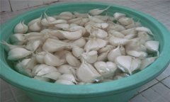 大蒜如何播種？大蒜種植技術(shù)與田間管理方法