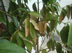 平安樹(shù)葉子下垂及干枯該怎么辦？