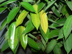 平安樹(shù)葉子發(fā)黃是怎么回事？