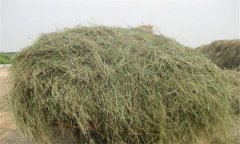 優(yōu)質(zhì)青干草應(yīng)具備哪些條件，如何評定其質(zhì)量