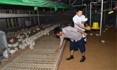 干撒式發(fā)酵床飼養(yǎng)肉雞有哪些優(yōu)勢？
