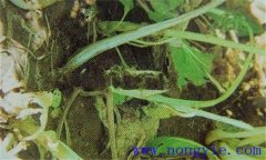 油菜軟腐病危害癥狀、病原 油菜軟腐病如何防治