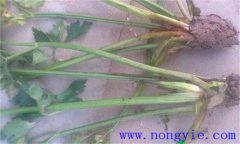 西芹裂根是怎么回事？怎樣防止？
