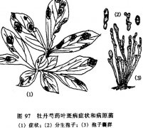 怎樣防治牡丹、芍藥紅斑病