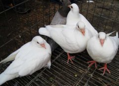 肉鴿如何才能提高成活率？