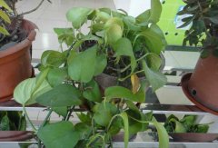常見的凈化空氣的室內(nèi)植物有哪些？