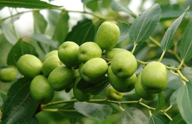 棗樹(shù)保花保果的措施有哪些