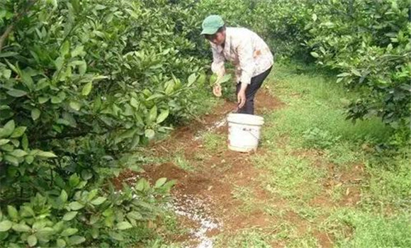 秋季宜增施磷、鋅肥