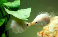 接吻魚好不好養(yǎng)殖，接吻魚怎么養(yǎng)才好？