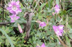 龍膽草產(chǎn)地在哪里、有幾個(gè)品種 對生長環(huán)境要求