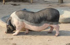 香豬吃什么食物，香豬的飼料種類與搭配原則