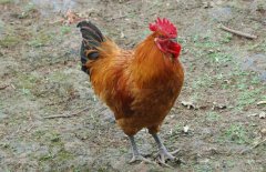 公雞為什么打鳴？