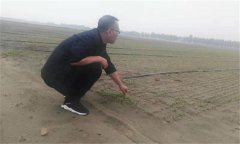 種植香菜的方法：香菜如何整地、播種與間苗定
