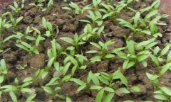 香菜一般在幾月播種，香菜重茬幾年才可以種植