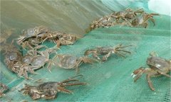河蟹能活多久、吃什么，螃蟹脫離水可以活幾天