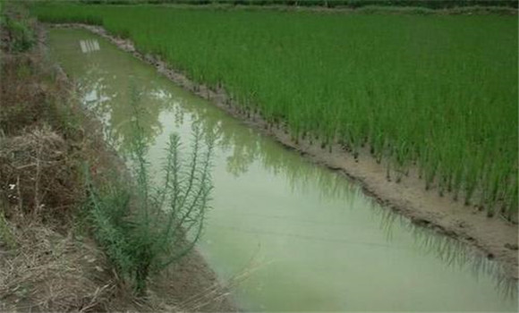 小龍蝦可以和稻田魚(yú)混養(yǎng)嗎？