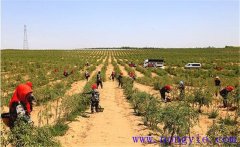 種植枸杞怎樣進(jìn)行土壤與施肥的管理？