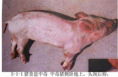 豬食鹽中毒癥狀是什么，怎樣防治豬食鹽中毒？