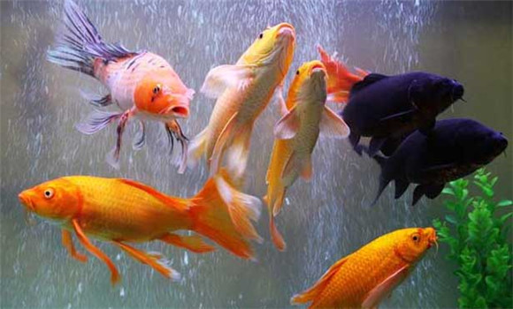為什么養(yǎng)魚要養(yǎng)單數
