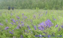 黃芩需要什么樣的生長(zhǎng)條件，黃芩怎么播種？