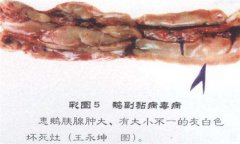 鵝副粘病毒癥狀及治療的方法，怎么治療