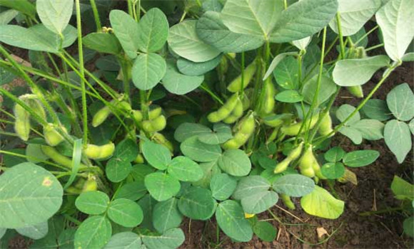 毛豆種植時(shí)間