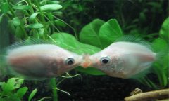 接吻魚好養(yǎng)嗎?接吻魚為什么接吻、怎樣分辨公母