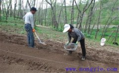 當(dāng)歸栽培方法，當(dāng)歸怎么種植才能高產(chǎn)？