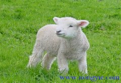 羔羊的早期飼喂、合理補(bǔ)飼和運(yùn)動(dòng)鍛煉方法