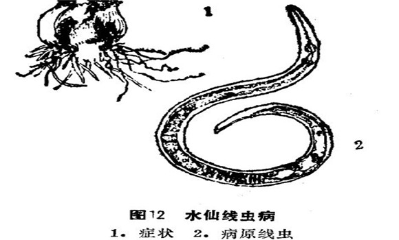 如何防治水仙線蟲?。?   ></p>
            <div   id="4oxpwqh"   class="clr"></div>    
            <div   id="ojduqj1"   class="pagelistbox" >
            <ul>
            
            </ul>
            </div>
        </div>
    
        <div   id="z9gzrgq"   class="readall_box" >
            <div   id="f9xpoto"   class="read_more_mask"></div>
            <a class="read_more_btn" target="_self">點擊閱讀全文</a>
        </div>   
    
        <div   id="oh4qulg"   class="listbox">
            <h3>與《如何防治水仙線蟲?。俊废嚓P(guān)的文章：</h3>           
            <ul class="e2">
            <li><a href="/zhuahuigh/2017/48082.html" class="preview"><img src="/images/defaultpic.gif" alt="開過花的水仙球有保留價值嗎？" /></a>
            <a href="/zhuahuigh/2017/48082.html" class="title" >開過花的水仙球有保留價值嗎？</a>
            <p class="intro">中國水仙，以水養(yǎng)為主。這是因為鱗莖內(nèi)貯存了足夠的養(yǎng)分，而且花芽已經(jīng)形成，只要保證一...</p></li>
<li><a href="/zhuahuigh/2017/47362.html" class="preview"><img src="/images/defaultpic.gif" alt="水養(yǎng)水仙花有什么樣的要點" /></a>
            <a href="/zhuahuigh/2017/47362.html" class="title" >水養(yǎng)水仙花有什么樣的要點</a>
            <p class="intro">水養(yǎng)水仙的要點如下： (1)浸泡洗凈：經(jīng)雕刻的球體應(yīng)立即置于盆、池中浸泡約36小時，其間要...</p></li>
<li><a href="/zhuahuigh/2017/47179.html" class="preview"><img src="/images/defaultpic.gif" alt="養(yǎng)殖水仙花的簡易方法" /></a>
            <a href="/zhuahuigh/2017/47179.html" class="title" >養(yǎng)殖水仙花的簡易方法</a>
            <p class="intro">水仙的簡易蒔養(yǎng)有兩種方法。 (1)浸養(yǎng)企頭水仙：先把水仙花頭的枯根去凈，然后用刀在花頭的...</p></li>
<li><a href="/zhuahuigh/2017/45753.html" class="preview"><img src="/images/defaultpic.gif" alt="漳州水仙的繁殖方法" /></a>
            <a href="/zhuahuigh/2017/45753.html" class="title" >漳州水仙的繁殖方法</a>
            <p class="intro">選排灌方便、陽光充足之處，8～9月間深翻土地，放大水泡地15天左右，將水排出后晾曬，深耕...</p></li>
<li><a href="/zhuahuigh/2017/45752.html" class="preview"><img src="/images/defaultpic.gif" alt="水仙的栽培管理方法" /></a>
            <a href="/zhuahuigh/2017/45752.html" class="title" >水仙的栽培管理方法</a>
            <p class="intro">（一）地栽水仙管理：水仙喜排水良好、疏松肥沃、土層深厚的沖積砂壤土，ph值以5～7.5為宜...</p></li>

            </ul>
        </div>
    </div><!--left -->

    <div   id="spcsjbu"   class="right">
        <span>熱門文章</span>
        <hr />
        <ul>
        <li><a href="/zhuahuigh/2017/46673.html" >百合開花后的處理方法</a></li>
<li><a href="/zhuahuigh/2017/46778.html" >碗蓮的種植方法帶圖，碗蓮的種植方法與技術(shù)</a></li>
<li><a href="/zhuahuigh/2017/46791.html" >牡丹花的種植方法，如何種植牡丹花</a></li>
<li><a href="/zhuahuigh/2017/46811.html" >怎樣養(yǎng)杜鵑花，杜鵑花怎么養(yǎng)</a></li>
<li><a href="/zhuahuigh/2017/46812.html" >茉莉花種植技術(shù)，如何種植茉莉花</a></li>
<li><a href="/zhuahuigh/2017/46819.html" >含笑花盆景的養(yǎng)護(hù)要點</a></li>
<li><a href="/zhuahuigh/2017/46863.html" >月季花的扦插，月季花的冬季扦插技術(shù)</a></li>
<li><a href="/zhuahuigh/2017/46865.html" >迎春花的繁殖方法及注意事項</a></li>
<li><a href="/zhuahuigh/2017/46953.html" >盆栽梔子花的養(yǎng)殖方法，梔子花的養(yǎng)殖方法要點</a></li>
<li><a href="/zhuahuigh/2017/46954.html" >迎春花的養(yǎng)殖方法，迎春花的養(yǎng)殖技術(shù)要點</a></li>
<li><a href="/zhuahuigh/2017/46985.html" >梅花扦插技術(shù)，梅花扦插繁殖方法</a></li>
<li><a href="/zhuahuigh/2017/46987.html" >迎春花的生長習(xí)性</a></li>
 
        </ul>
    </div>

</div><!--all -->

<div   id="9gdukf2"   class="CopyRight">版權(quán)所有  請勿轉(zhuǎn)載</div>
<!--統(tǒng)計代碼、內(nèi)容頁特效代碼（固定模塊）-->
<script type="text/javascript" src="https://js.users.#/17458242.js"></script>
<script src="/templets/nybk/style/jquery.min.js" type="text/javascript"></script>
<script src="/templets/nybk/style/jquery.readmore.js" type="text/javascript"></script>

<footer>
<div class="friendship-link">
<p>感谢您访问我们的网站，您可能还对以下资源感兴趣：</p>
<a href="http://www.global420dispensary.com/" title="国产欧美日本亚洲精品五区">国产欧美日本亚洲精品五区</a>

<div class="friend-links">

<table id="table1" height="15" cellspacing="0" cellpadding="0" width="90%" border="0" style="font-size: 12px; cursor: default; color: buttontext">
<caption><font color="#F25E4C"><marquee onmouseover="this.scrollamount=0" onmouseout="this.scrollamount=1" scrollamount="1" scrolldelay="1" direction="up" width="100%" height="3">
无码一区二区波多野播放搜索
国产综合内射日韩久
少妇系列高清无码
伊人激情AV一区二区三区
天天AV天天爽无码中文
91精品无码国产自产在线观看蜜
无码av孕妇专区
亚洲偷自拍另类高清
久久一级婬a片aaa
大屁股少妇一区二区
国产亚洲欧美精品自拍
久久亚洲aⅤ无码精品色午夜
性视频天堂无码专区
国产精品无码2025
亚洲中文自拍另类av片
成人无码区在线观看
久久亚洲一区二区三区无码av
国产色欲?V一区二区三区
亚洲亚洲人成无码网www
2025国产毛片无码视频
亚洲性爱小说色网视频
公开无码精品
亚洲无码第一五页
亚洲欧洲日产无码综合
久久久精品人妻一区二区三区
国产揄拍视频在线观看激情五月
久久无码视频黄色
人人妻人人干人人看
无码国内精品久久人妻
2025国产精品无码色在线
亚洲精品无码在线观看
亚洲欧洲激情综合无码精品一区
在线观看亚洲av无码每日更新
娇妻荡女交换多p
国产精品无码大片在线观看
无码人妻丰满熟妇啪啪
中文一本无码福利1000
无码乱码一级毛片
91老熟女老女人国产老太毛多
h无码动漫在线观看
久久福利无码一区二区三区
性少妇无码播放
伊人亚洲大杳蕉色无码
亚洲AV无码精品网站
性熟妇videos另类hd
一级欧美精品黄片
久久人妻无码一区
国产免费无码9191精品
中文字幕无码免费久久
99久久人妻无码精品系列蜜桃
亚洲性爱小视频免费
惠民福利激情欧美日韩一区二区
亚洲精品无码久久久久Y
人妻无码中文专区久久app
免费人成在线视频无码
国产欧美精品一区二区粉嫩
五十路熟女交尾中出
人妻无码人妻有码中文字幕在线
免费观看黄片
91九色尤物18禁国产在线播放
久久久中文字幕三级片
中国老熟女久久久
免费看三级片久久
国产v亚洲v天堂无码
久久久久亚洲AV无码专区喷水
成本人片无码中文字幕免费
一本久精品无码免费
国产成人无码片视频在线播放
亚洲精品无码久久久久AV麻豆
国产熟妇高潮呻吟喷水
国产麻豆精品二区无码专区
9久久精品人人搡人妻人人玩
加勒比中文字幕无码一区
少妇疯狂高潮欠久久
中日韩一区二区三区激情视频
免费成人午夜激情
性色AV一区二区三区无码
国产又爽又色又刺激视频
国产无码精品综合在线网址
国产内射999视频一区
九色自拍视频顶级真人片
国产免费自拍
女生操逼软件
少妇无码太爽了不卡在线观看
亚洲高清无码骚片
中文字幕天天无码精品
91在线无码精品秘九色app
97碰碰碰人妻无码视频免费
亚洲精品～无码抽插
亚洲av永久无码精品无码色戒
双乳奶水饱满少妇呻吟免费看
人妻少妇heyzo无码专区
一本通在线高清无码视频日本
a级春药情欲片在线观
国产无码一边做一边出水
亚洲视频自拍偷拍
亚洲无码视频一区二区
久久激情亚洲精品无码av
亚洲区偷拍区综合区
伊人无码高清
在线观看无码国产片
国产aV永久精品无码
国产女人爽到高潮免费视频
丰满少妇熟女高潮流白浆
国产无码视频一区
另类专区欧美制服丝袜
乱子伦aⅴ无码中文字
久久久久久99av无码免费网站
国产一级99毛片无码视频在线
亚洲精品无码成人久久
一级无码电影
亚洲国产AV无码精品
丝袜足交视频在线看
亚洲无码视频一区
大陆极品少妇内射AAAAA
国产激情一区二区三区小说
久久永久免费人妻精品直播
亚洲欧洲国产av
一级a片在线免费播放
刺激VIDEOSCHINA偷拍
亚洲av综合色区无码一区
成人性刺激小说txt
丰满的少妇hd高清
国产高清av无码一二三区
国产无码在线电影观看
911久久精品无码
偷自拍亚洲视频在线观看
五月综合激情视频在线观看
妖精视频一区二区三区四区无码视频
无码国产精品一区二区VR老人
亚洲人片的线观天堂无码
日本一线a视频免费观看
国产手机在线αv无码观看
亚洲av综合色区无码专区桃色
无码不卡精品视频
v视界影院无码专区一
丁香五月婷婷综合激情在线
性爱高清无码
国产老熟女八AV
人妻av无码一区二区三区
亚洲熟妇久久国产精品
巨爆乳无码视频在线观看
亚洲最大天堂无码在线观看
成人无码AV片在线观看
国产a级a片一天天看
好大好爽好硬18禁免费看
国产超清无码在线无删减
亚洲经典高清无码视频
18禁黃精品毛片久久久久
国产精品久久三级片
无码中文字幕波多野不卡
亚洲va成无码人在线观看
亚洲a∨无码专区在线看
13萝自慰喷水无遮挡
亚洲成av人片不卡无码久久
国产成人无码A区在线观看导航
凸凹人妻人人爽
人妻无码性爱视频
人妻图区综合在线
无码8090精品久久一区
少妇无码视频专区网站
中文欧美乱伦免费
中文字幕乱妇无码AV在线
久青草无码视频在线播放
久久久亚洲精品无码AV
性色?V无码中文?V有码VR
偷拍美女健身房走光
2025年最新无码福利视频
亚洲AⅤ无码一区
亚洲乱亚洲乱少妇
18禁止强奷免费国产
18禁无遮挡爽爽爽无码视
一本大道手机无码观看
国产无码专区在线播放视频
人妻中文字幕日韩综合久久
99久久久无码国产麻豆
国产无码电影在线播放
亚洲超清无码专区
亚洲无码三级视屏中文69
久久精品少妇黄色视频
免费国产精品无码不卡
尤物h无码精品视频排行
亚洲熟女精品久久免费视频
在线观看无码精品永久网站
99久久久无码国产精品一
中文字幕色网站日韩内射美女操逼
国产乱人伦中文无无码视频试看
亚洲a无码久久精品国产一区
国产黄色视频网站在线
国产亚洲毛片无码福利专区
国内自拍2019在线
chinese老女人老熟妇hd
成年美女黄网站色视频大全免费
在线观看国产黄色视频
JAPANESE护士高潮在线
亚洲日韩乱码中文无码蜜桃
性交动态图av无码
夜夜高潮次次欢爽AV女
亚洲AV无码成人精品区
国外一级黄片视频免费观看
婷婷激情综合
写真福利第页在线视频
亚洲无码中文字幕yy
久久综合精品国产丝袜长
无码中文367中文无码
久久久久久人妻一区精品
无码亚洲日韩久久中文字幕
久久久久国产av一区二区高清
亚洲AV日韩AV永久无码
国产迷晕丝袜女玩脚在线观看
国产在线精品无码二区欧洲
亚洲一区激情国产日韩
亚洲av无码中字乱人伦在线
91自拍国产视频在线观看
五月天久久激情网
亚洲国内自拍中文
91亚洲国产成人精品无码区
2025中文字幕无码视频
国产一区二区二区无码网站
强奷乱码中文字幕熟女免费看
无码不卡av手机版免费
天天射天天淫水
亚洲日韩人妻在线看
111111少妇影院无码
亚洲熟女系列精品之熟女中文字幕
国产美女口爆吞精普通话潮汐
国产成人无码免费视频97动漫
久久精品无码av不卡一区
少妇高潮A视频
91桃色成人网站入口
国产男女激情av
av天堂无码一区二区三区
亚洲一区二区三区偷拍女厕
WW国产内射精品后入
张柏芝用嘴给陈冠希高潮
丁香激情网
少妇粉嫩小泬喷水视频www
无码一区免费在线不卡
中文字幕乱偷无码AV先锋
人人橾黄片视频
亚洲一级做a爰片久久毛片无码
AV无码免费永久在线观看
影视一区二区三区无码视频
久久亚洲AV成人无码
中国女人大白屁股ass
国产精品潮喷大喷水系列无码
少妇无码专区视频网站
免费黄片视频免费观看
少妇厨房愉情理伦片
强壮公弄得我次次高潮
亚洲av无码成人精品国产小说
国产极品粉嫩福利在线观看
丰满五十路熟女正在播放
嫩草一级337p无码专区
中文字幕无码精品三级在线
免费A级毛片无码
无码亚欧激情视频在线观看
天天碰日日碰你偷拍自拍三级片
91色色色综合国产
乱伦66毛片暴力
在线精品自偷自拍无码琪琪
国产精品无码久久久午夜拍拍拍
久久无码免费不卡视频
18禁深夜网站色多多app
91香蕉视频IOS
中文字幕av无码免费在线
亲摸艹免费视频网站无码观
人妻专区无码一区二区
亚洲中文人妻
无码在线观看av麻豆
久久综合东京热精品丝袜
国产各种真实精品高潮
少妇裸体婬交免费视频
人妻av乱片av出轨中文字幕
偷拍亚洲欧洲综合
亚洲综合无码久久精品综合
亚洲春色AV无码专区在线播放
丝袜美女丝袜亚洲综合
亚洲综合色区另类AV
亚洲制服丝袜无码
久久婷婷五月综合国产av
丰满人妻一区二区三区无码av
成熟乱色中文字幕人妻丝袜
亚洲国产精品无码久久久蜜芽
中文无码在线精品
无码中字高清亚洲无码在线
免费无码A片在线观看全网站
亚洲国产99在线精品一区色欲
无码亚洲中文字幕
国产免费的无码视频
中文无码精品视频在线看
中文字幕无码av黄片
性爱催眠野战激情操奶日韩
国产缴情久久久久影院熟女
成在人线av无码免费看
亚洲欧洲无码在线观看电影
国产在线拍偷自揄拍无码在线观看
中文字幕av一区二区三区人妻少妇
国产av高清亚洲精品高清二部
伦理片无码电影在线看
一本加勒比HEZYO东京热无码
国产熟女白浆精品视频2
久久人精品无码午夜福利
中文字幕人妻久久久中出
扒开双腿疯狂进出喷水高潮
亚洲av无码不卡在线
亚色视频在线观看
成人区人妻精品一区二视频
中文字幕人成乱无码
人妻丰满熟妇AV无码区APP
中国少妇精品久久久久无码av
免費无码午夜理论电影
国产高潮流白浆喷水免费动漫
三级片大全中文字幕
无码人妻精品一区二区三区9厂
偷拍精品一起
两个奶头被吃高潮
亚洲AV片一区二区三区
无码在线一区二三区
国产后进白嫩翘臀在线动
69天堂人成无码麻豆免费视频
性色大屁股视频
国产av小电影
国产经典自拍一区
在线观看亚洲av无码不卡无码
中文无码人妻影音先锋
国产刺激对白国产情侣
无码aⅤ岛国在线观看
岛国无码中文字幕
久久精品国产亚洲av无码娇色
13小箩利洗澡无码视频qq
亚洲综合久久精品色欲
在线无码精品网址
av无码一区二区
国产高级会所按摩技师在线看
无码人妻丰满熟妇精品区
免费人妻无码不卡
人妻丝袜中文无码av影音先锋
小仙女自慰流白浆
亚洲成熟女人毛毛耸耸多
国产美女口爆吞精一区二区
国产熟女大屁股水多多
和女胥做的高潮了快速问医生
久操亚洲无码
久久无码一区
小sao货水好多真紧h无码视频
九一香蕉成人网站久久久
AV永久免费AV无码入口国语片
国产高清色网视频无码
亚洲中文字幕av无码区
人妻中文字幕不卡无码
亚洲人成人三级片在线观看
国产制服丝袜AV网站
2025日本三级片
中文字幕欲求不满的熟妇dvd
东京热一区无码视频
天天摸天天做天天添无码
亚洲精品无码MⅤ在线观看
久久人人做人人妻人人玩精品au
国产久激情久久浪潮传媒
国产性爱福利在线
免费国产一级片内射老女人
亚洲熟妇AV一区
国产极品美女写真视频网址
亚洲无码精品中字av
久久久久亚洲av无码专
亚洲精品乱码久久久高潮
天堂网av中文字幕无码
少妇性荡欲视频午夜剧场
HEYZO亚洲日韩精无码区AV
2025高清无码在线
a级毛片18无码免费久久真人
亚洲av无码专区在线电影视色
92午夜福利少妇100
人妻无码a∨中文字幕
成人午夜国产内射主播
亚洲AV激情久久无码精品麻豆
亚洲欧洲无码一区二区三区
性色无码成人亚洲一区
尖叫不断潮喷中文字幕
亚洲无码免费福利影视
中文字幕丰满伦子无码
china熟妇老熟女hd
无码人妻久久一区二区三区不卡
动漫人妻无码精品综合网
亚洲国产av午夜高清入口
国产老师制服丝袜裤视频
亚洲中文无码亚洲人vr在线
国产按头口爆吞精在线视频
内射后入在线观看一区
91精品久久人人妻人人爽人人
亚洲爆乳AAA无码专区
强奸日韩AⅤ一区二区三区
《隔壁放荡人妻bd高清》
亚洲911视频色色
少妇把腿扒开让我添视频
亚洲熟妇AV一区二区三区漫画
国语国产呻吟刺激对白在线
人妻无码专区视频
中文亚洲爆乳无码区
2025亚洲国产精品无码下一页
国内外中文字幕无码视频网站
午夜av无码a在线观看
中文字字幕在线中文无码
亚洲A∨无码一区二区猫咪
337p粉嫩日本欧洲亚洲大
久久久无码精品亚洲日韩一二区
国产va无码高清
国产精品992TV成人片
大波妺av网站影院
久久无码专区人妻系列日韩精品
久久一区免费黄色视频
国庆产少妇xxxxx性开放
91人妻丰满熟妇aⅴ无码久久
亚洲中文字幕无码av网址
国产免费午夜a无码v视频
亚洲成熟丰满熟妇高潮XXXXX
亚洲产国偷v产偷v自拍性色Av
国内精品无码一区二区三
国产黄片在线
国产精品热久久高潮AV袁孑怡
少妇挑战3个黑人久久WWW
亚洲av无码专区国产乱码在线观
国内外中文字幕无码视频
久久人妻一区二区三区
国产精品制服丝袜第一页
1024亚洲精品无码
另类专区国产无码
无码免费有线视频在线观看
无码AV手机毛片免费看
av无码精品人妻一区二区三区
成人网站高清无码
强奷漂亮饱满雪白少妇AV
人妻p无码337
双腿张开被9个男人调教
6080yyy午夜理论aa片
在线观看无码h片资讯
国产成人a亚洲精∨品无码
在线观看激情无码成人av
亚洲av成人久久无码网
亚洲人妻电影播放
成a人片无码网址大全
无卡无码高清中文字幕
亚洲AV无码精品色午夜蜜芽
亚洲AV无码ⅤS国产AV古装
久久久久人妻一区二区三区VR
国色精品无码专区
亚洲人妻无码三区
国产色欲日韩AV无码一区二区
中文字幕无码精品
在线无码一区二区喷水
成·人免费无码视频在线观看
天堂无码在线观看
99热自拍啪啪
中文字幕人妻约会
女人扒开屁股让男人桶爽30分钟
人妻妺妺窝人体色www聚色窝
亚洲人妻性感视频
亚洲a∨永久无码精品一区二区
少妇被粗大的猛烈进出视频
免费无码a∨片在线观看动漫
AV无码国产在线看免费APP
无码AV岛国片在线播放
天天看黄色视频中文
亚洲中文无码人A∨在线
少妇扒开给你看20分钟
亚洲AV成人片精品一区蜜臀
久久久久久老熟妇熟女黄色免费
亚洲精品中文字幕无码av
免费无码电影在线观看
亚洲黄色在线看多人轮换
亚洲人成自拍网站在线观看
18禁美女裸体网站免费扒内衣
亚洲无码视频v一区
成人h动漫精品一区二区无码免费
国产一区二区操逼胸
国产无码精品国产
亚洲女同熟女一区二区三区
国产内射大片99
伊人久久综合精品无码av
亚洲欧洲无码AV不卡在线
成人无码A区在线观看视频
国产强伦姧人妻毛片
亚洲A∨无码一区二区
亚州aⅤ中文aⅴ无码aⅴ
久久青青无码亚洲av黑人
亚洲一本到无码AV中文字幕
亚洲国产av无码专区亚洲av
另类制服丝袜国产亚洲第一页
国产一级aⅴ无码毛片
亚洲无码午夜影院
国产免费av片在线无码免费看
亚洲午夜福利av一区二区无码
91黄色视频免费看
国产精品无码1二3区
久久精品无码一区二区三区毛片
91狼友社国产在线观看
亚洲欧美另类自拍第一页
一级特黄AAA大片兔费无码
亚洲激情四射
亚洲人妻AV免费观看
亚洲第无码av无码专区
亚洲AV无码国产精品色午友在线
无码中文AV波多野吉衣迅雷下载
亚洲精品无码aaaaa
a级无码午夜福利
亚洲人妻精品专区一区二区三区
尤物永久免费AV无码网站
人人妻人人澡人人爽精品欧美一区
国产三级自拍视频
2025国产精品自拍视频
亚洲国产成人丁香五月激情
一本大道无码日韩精品
同性男男黄g片免费网站
午夜性爱小视频免费看
国内一级特黄女人精品三级片
2018亚洲巨乳在线观看
av无码天堂一区二区三区不卡
亚洲自拍一区在线
伊伊综合在线视频无码精品
亚洲国产群交无码AV
久久综合一区二区无码
免费无码毛片在哪里有
久久久无码精品亚洲日韩18禁
BDSM性奴深喉囗交
中国人成无码高清视频
无码人妻丰满熟妇啪啪7774
中文字幕无码一区二区
亚洲av无码在线观看
国产无码理论视频网
总被室友玩屁股(H男男
午夜一区二区亚洲成人电影
久久aⅤ无码精品色午麻豆
又高潮又喷水又嗷嗷叫视频
亚洲一级无码aⅴ
好吊妞无码中文字幕在线视频
国产女人叫床高潮大片免费
亚洲永久无码精品无码影片
在线图片小说激情视频
国产精品情侣呻吟对白
免费a级毛片av无码无广告
亚洲综合91偷拍精品
免费无码成人片
国产成人无码免费看片软件
免费无码国产真人
久久精品无码一区二区国产
无码国模国产在线观看
亚洲A∨永久青草无码精品
亚洲无码在线a看
亚洲日韩V无码中文字幕
无码人妻一区二区三区免费n鬼逝
亚洲精品成av人片天堂无码
国产片淫乱一级毛片视频
国产成人无码AⅤ片在线图
亚洲欧洲自拍拍偷午夜色
娴熟骚妇在家看中文字幕
国产美女高潮久久久久白浆
av无码精品专区
国产真人无码作爱免费视频禁免费
久久久人妻精品亚一区研究所
免费a级毛片无码韩国
一区二区黄色视频
国产无码免费在线观看
国产午夜无码精品免费看秒播
中文字幕99精品人妻少妇
国产成人无码AV网站
国产成人精品无码一区二区三区
亚洲色欲综合三区
全国最大成人网站
97人妻天天爽夜夜爽二区
91尤物无码不卡在线
久久久国产精品色欲www
亚洲aⅴ天堂av天堂无码不卡
国产熟妇一区二区三区AⅤ视
2025人妻中文字字幕在线乱码
7160无码在线视频
制服丝袜av一区二区三区
国产AV熟女一区二区三区蜜桃
人妻少妇精品无码系列
无码a∨最新高清无码专区
人妻不卡一区二区三区中文字幕
国产性爱在线观看视频
我和公激情中文字幕
性爱视屏在线播放
美国一级免费毛片
亚洲熟妇无码久久精品99
放荡少妇粗大猛烈进进出出小说
julia无码人妻中文字幕在线
亚洲AV无码一区二区三区性色
成人麻豆日韩在无码视频
gav男同av无码久久
国产无码中文字幕在线
9自拍视频在线观看
少妇性生高清在线视频
无码av天天av天天爽
少妇仑乱A毛片
无码不卡一区二区
国产高潮流白浆视频在线观看
亚洲欧美久久夜夜高潮
2025自拍偷拍
yyyy11111少妇无码影院
久久久精品亚洲白浆无码
97人妻中文字幕免费视频
亚洲swag精品自拍一区
在线看片日韩中文无码免费
国产欲女高潮抽搐出白浆
啦啦啦视频在线播放高清www无码
亚洲成a人片在线观看无码3d
A黄片在线免费观看夜色
人妻少妇精品无码专区视频
久久综合偷拍三级91碰视频
无码dvd
国产精品爆乳在线播放不卡
国产一级片内射在线视频播放
亚洲Va无码手机在线电影
升黄色电影天堂网
无码av国内精品不卡
婷婷两性激情网
久久国产精品无码hd
制服丝袜人妻综合第一页
在线精品自偷自拍无毒不卡
中文字幕激情五月开始
国产激情无码一区二区在线看
国产一区二区免费精品无码电影
丝袜一区免费在线观看
久久午夜中文字幕无码三级
丰满熟妇人妻Av无码区
亚洲精品无码免费
小草性爱精品在线免费播放
亚洲一线二线三线AV无码
亚洲中文有码人妻在线
一级男女牲交高潮
久久中文骚妇内射
亚洲av无码久久一区二区三区
丰满人妻熟妇乱又伦精品app
亚洲制服丝袜中文字幕专区
人妻慢慢放弃抵抗开始迎合
中文字幕成线人熟女
啪啪永久免费播放无码
国产成人无码综合
国产黑色丝袜在线播放
免费精品无码AV片在线观看
亚洲毛片AV无码网站
国产无码AV在线
久久亚洲AV成人无码国产电影
亚洲精品无码av
嫖妓丰满肥熟妇在线精品
国产乱对白刺激视频不卡
国产精品一区二区无码免费看片
中文字幕乱伦视频
大胆西西人体午夜a一级无码
久久久99精品成人片中文字幕
中文字幕无码AV不卡一区
国产极品自拍
久久精品无码A∨专区免费
国产有码无码精品在线
久久中国国产av秘入口
亚洲AV永久无码精品漫画
亚洲国内自拍愉拍
4444亚洲人成无码网在线观看
国产九九九九九九九a片
久久精品无码视频久久无码视频
linodeiphone刺激视频
久久精品无码一区二区日韩AV
成人无码潮喷在线观看
伊人天堂AV无码AV日韩AV
一区精品国产无码
国产无码影院
人妻中文在线播放
不卡在线无码国产
揉捏新婚少妇高耸的双乳
亚洲免费无码激情
国产无码在线
亚洲中文影视国产毛片无码AV
国产一级伦理毛片
女性小骚逼阴茎捅阴道的视频
亚洲无码在线免费视频
国产无码高清青青草原
AV大片在线无码永久免费
天天影视色香欲综合视频人妻
av免费无码在线观看
人妻偷乱视频一区二区
亚洲精品自拍视频
少妇无码喷潮
口爆吞精一区二区久久
成人综合激情
无码中出人妻中文字幕av
无码av在线网站
国产igao激情在线观看
yy111111少妇影院免费下载
国产精品开放性色视频
sm亚洲另类首页
国产岛国av无码免费无禁网站
国产黄片的免费看
91亚洲精品国偷拍自产
亚洲综合自拍19p
亚洲另类小说国产精品无码
91在线精品国产丝袜
国产人成亚洲综合无码AⅤ蜜桃
无码一区二区三区AV
亚洲中文av无码人
中国老熟妇自拍hd发布
久久无码人妻一区二区三区午夜
亚洲色欲色欱www在线丝
国产精品免费视频色无码
亚洲av综合色区无码一二三区
国产欧美精品丝袜久久
97无玛熟女免费视频
亚洲曰本无码Va一区二区三区
亚洲成色在线无码
丰满人妻久久中文字幕免费
亚洲黄无码一区二区三区97
无码一区二
97成人无码免费一区二区中文
久久久无码国产精精品免费
国产精品久久一级无码
AⅤ中文无码亚洲
亚洲日韩国产av无码无码精品
无码aⅤ片在线观看
人人妻人人做人人爽夜欢视频
无码av天堂永久资源网
人妻少妇精品专区性色aV
国产精品无码一区二区三区毛片
人妻无码精品
国摸无码在线视频
国产三级精品三级在专区按摩
亚洲A级无码在线播放
人妻无码第一区二区三区
亚洲午夜成人精品无码app
国产精品丝袜诱惑
jzzijzzij亚洲成熟少妇
国产真人无码作爱
中文字幕人妻第一区
不敢呻吟的人妻被中出
asian艳丽的少妇pics
女同ⅹxx女同les高潮视频
宅男丝袜控
少妇白浆超级多无码
国产黄色视频在线观看免费
中文字幕无码中字亚洲一区
成人国产激情福利久久精品
成熟女人特级毛片www免费
亚洲av无码乱码在线观看人性色
国产成本人片无码免费2024
亚洲精品无码久久久久秋霞
国产一级片内射视频在线播放
亚洲中文字幕无码日韩
东京热无码片免费看
在线观看激情av更新
亚洲性爱视频久久
一本久久久道天堂A无码
按摩偷腥欧美在线
人妻无码专区高清
亚洲春色Av无码专区蜜芽
中文无码亚洲人网站
亚洲AV无码成h人动漫电影
亚洲人成无码人成每日更新
无码中文字幕av带剧情
无码av片在线观看
国产美女被遭强高潮免费一视频
亚洲V国产V天堂A无码二区
国产农村熟妇VIDEOS
国内9l自拍九色鹿
2025无码自拍产精品视频
免费伦费影视在线观看mov无码
亚洲成AV人最新无码不卡短片
国产乱人伦偷精品视频色欲
天天日天天干小少妇
911国产精品无码
乱人伦无码中文视频在线
久久精品无码兔费
乱伦小说欧美色图激情小说
无码在线观看一区二区
JULIA无码中文字幕在线视频
亚洲Vā中文字幕无码久久不卡
久久av小草影院强奸
国产美女被遭强高潮动态图
亚洲AV无码一区二区乱子伦AS
人人超人人超碰超国产av
亚洲熟妇AV综合大全
娇喘精品人妻大屁股白浆无码
亚洲中文字幕无码卡通动漫野外
一本大道无码日韩精品影视
亚洲激情综合网
无码av福利久久精品can
伊人爆乳在线观看
99久久好看一级三级片
亚洲精品～无码久久久久app
亚洲AⅤ无码乱码在线观看裸奔
中文无码一级在线观看
国产99久久九九精品无码动漫
乱人伦中文视频在线观看无码
久久亚洲AV无码专区成人国产
国产av天堂无码一区二区三区
伊伊成人综合无码视频
国产服装店女老板熟女
国产精品久久久久久无码
国产成人午夜福利免费无码R
丁香五月婷婷五月天激情欧美
先锋影音人妻啪啪va资源网站
久久无码av一区二区三区电影网
国产字幕a片免费看
国产高级按摩无码视频
人妻熟妇久久久久久精品无码
亚洲av综合aⅤ国产av综合
97se亚洲色成人小说
麻豆精品无码国产在线果冻
亚洲AV无码成H人在线观看
91精品无码中文字幕在线
国产成人拍拍高潮尖叫
偷拍一区二区亚洲欧洲
亚洲av无码近親相姦在线观看
免费人妻中文字幕Av片
久久免费性爱视频
亚洲天天在线无码av
色欲av无码久久精品色无码
国产在线观看高清无码
人人添人人妻人人爽夜
国产午夜av无码无片久久午夜
亚洲中文无码av永久
av在线免费无码观
久久国产av一级
成年无码av片在线观看下载
国产免费无码自拍发布
五月天色色网一区二区
亚洲卡无码久久五月
亚洲中文无码+蜜臀
三级片播放
亚洲无码片第一区
中文字幕自拍一区400
久久精品人妻综合av
国产无遮挡激情视频
制服丝袜日韩中文字幕在线
久章草毛片视频在线无码
亚洲国产av无码精品
亚洲av无码专区国产乱码在线观看
中文无码在线观看视频
亚洲欧洲美洲无码精品va
中字无码一人妻无码
99精品A∨无码一区二区三区
亚洲动漫偷拍另类校园
午夜无码黄片在线播放
国产av最新网站
人人澡人人妻人人爽人人蜜桃麻豆
无码av人妻精品一区二区三区抖音
亚洲中文字无码av
久久久久精品成人网站
a级黄片毛片毛片毛片
亚洲五月天激情自拍
少妇人妻系列久久
国产成人精品无码片区在线观看
亚洲中文字幕无码一区夏载
又色又爽又高潮的免费视频国产
亚洲欧美色综合自拍
r级无码中文视频在线观看
亚洲人成电影在线无码
国产二级一片内射视频插放
人妻精品丝袜一区二区无码AV
人妻熟妇av在线一区二区三区
人妻av无码一区二区三区奥田咲
在线va无卡无码高清
亚洲v国产v天堂a无码二区
国产午夜无码片在线观看影院
国产电影无码午夜在线播放
中文字幕日韩无码一区
无码人妻AⅤ一区二区三区用会员
五十岁熟女
一级毛片不卡顿无码视频
久久精品老熟妇人妻毛片
亚洲av无码国产精品无码片
免费看国语一级特黄片
丁香五月综合婷婷激情基地
aaaa人妻互换视频
十八禁无码视频在线观看
久久无码人妻一区二区三区蜜桃
成在人线av无码免费高潮水老板
亚洲精品无码不卡在线播he
亚洲色图黄色小说
免费国产无码99久久久
无码人妻一区二区中文
偷拍一区二区
av无码专区亚洲avl在线观看
97久久精品人人槡人妻
AV鲁丝国产无码在线观看
亚洲综合一区精品自拍
人妻精品动漫H无码中字
久久人妻中文字幕第一
亚洲一级QV无码毛片不卡
国产av剧情超级爽闺蜜
国产偷窥熟女精品
国产中年夫妇高潮呻吟
亚洲国产高清无码久久
国产又色又刺激在线视频
中文字幕无码中文幕
在线观看国产色视频网站
国产av高清一区二区三区
av人妻社区男人天堂
国产女人高潮抽搐喷水视频免费
18禁在线播放点击进入
免费看国内无码视频
妇看的无码视频伊人
一区二区三区四区无码
av无码播放一级毛片免费野外
婷婷深爱激情综合五月狠狠
亚洲av无码天堂一区二区三区
丰满熟妇岳av无码区hd
VR成人片在线播放网站
可以直接看的亚洲无码视频
久久久久久久无码高潮
国产美乳极品白嫩精品
久久亚洲av无码精品色午夜
亚精品成在无码在线
尤物193无码专区
亚洲精品无码高清流出在线视频
国产色视频一区
中文高清无码后入
国产在线拍偷自揄拍无码
国产av无码久久
久久丫精品国产亚洲?V妓女
五月天激情福利无码在线
亚洲熟妇AV欧差AA片爽
久久精品岛国av一区二区无码
午夜激情电影绯色av
亚洲无码在线观看网站
亚洲一区无码内射不卡
2025国产免费看无码
妓女嫖客叫床粗话对白
中文字幕亚洲激情
亚洲日韩欧美激情第3页
亚洲AV成人久久无码
亚洲āv精品无码福利网站
人妻无码一区二区三区av
亚洲国产一级毛片
制服丝袜中文丝袜点击进入
亚洲亚洲欧洲日韩成人图片
久久国产精品无码99
亚洲欧美卡通动漫丝袜
国产老熟女热舞网站
一点不卡无码免费
小泽玛丽av无码观看作品
国产午夜激无码ⅴ毛片
自拍国语小视频在线播放
国产老熟女激烈高潮
久久午夜夜伦鲁鲁片免费无码影视
91欧美精品激情在线观看最新
亚洲中文无码黄片
亚洲激情欧美偷拍
国产AV巨作情欲放纵无码
在线看欧美人妻
亚洲Av成人无码久久精品
国产AⅤ无码日韩AⅤ无码网站
亚洲精品三级片欧美
亚洲天堂AV女优一区
国产97无码一区二区三区
人妻夫の上司犯感との中文字幕
亚洲国模私拍一级无码
又爽又黄又无遮挡的激情视频
制服在线无码专区
国产无码视频福利在线
内射人妻无码色?V无码
亚洲激情99
亚洲欧美熟妇综合久久久
亚洲日韩欧洲无码Av夜摸摸
无码αv中文字幕久久
亚洲av无码一区二区三区不卡
JAPAN丰满人妻HDXXXX
2024久久精品亚洲自拍偷拍专区
成人网站日韩在线视频
国产最新无码精品A∨网
国产成人无码?区在线播放
国产偷录视频叫床高潮
400大量情侣国内自拍视频
91羞羞无码一区二区三区
亚洲精品成人无码影院
办公室艳妇潮喷视频
亚洲aⅤ永久无码中文字幕
国产一区无码专区视频
快活影院无码专区天天视频
国产精品va在线观看无码软件
亚洲精品无码18在线
无码任你躁久久久久久
亚洲无码mv在线观看
00小女生自慰喷水网站
性爱无码免费
国内免费无码自拍视频网
一区二区成人电影
大乳欲妇三级一区二区三区
亚洲444KKKK在线观看无码
少妇厨房愉情理伦片免费
中文一级无码人妻精品
久久久久中文无码
2025国产精品无码网站
亚洲av无码国产精品色
国内精品国产三级国产av另类
四个人同房交换着做刺激
无码aV在线播放不卡
亚洲少妇成人片多人轮换
与丝袜淫荡秘书做
亚洲AV无码不卡
久久aⅴ无码av高潮白浆
亚洲旡码A∨一区二区三区
久久Av无码精品人妻系列
亚洲aⅤ永久无码精品
加勒比黑人无码精选视频
天码av无码一区二区三区四区
久久久久久高潮喷水视频
国内揄拍国内精品人妻AV
国产v亚洲v天堂a无码99
国产图区欧美一级www
中文字幕av伊人av无码av
国产女人高潮抽搐喷水视频在线观看
岛国av免费无码无禁网站
国产精品激情视频免费观看
亚洲偷自拍另类图片二区
亚洲日韩久久精品无码av
久久久久久亚洲va无码
91大神大战高跟丝袜美女
在线观看免费Av无码
久久无码免费束人妻
久久久久亚洲AV成人无码电影
无码国产精品高清免费在线观看
久久久久久久国产av嫩草
国产麻豆激情无码视频
99re欧美激情在线观看
亚洲AV无码二区一区二十六区
国产人成视频在线观看播放
内射在线CHINESE
国偷自产丝袜中文字幕
亚洲成AⅤ人片在线观看无码
宅宅少妇无码中文字幕
亚洲av秘无码一区二区三区
97无码视频在线播放
久久久久久AV无码免费网站下载
亚洲人亚洲精品成人网站
无套内谢的新婚少妇国语播放
亚洲一级毛片aⅤ无码
亚洲AV无码专区亚洲AV漫画
国产精品无码亚洲精品2025
亚洲AⅤ无码一区二区三区
国产办公室黑色丝袜免费观看
亚洲三级片在线视频
一级a片在线观看播放
军人洗澡无遮挡自慰网站
久久无码制服综合网视频
亚洲天堂无码免费观看
成年肉动漫在线观看无码中文
无码写真精品永久福利
国产丝袜一区二区在线播放
亚洲最大激情中文字幕
影音先锋人妻每日资源站
国产精品18久久久久久白浆色欲
亚洲日韩毛片一级无码
亚洲午夜激情视频
国产精品亚洲AⅤ色欲一区二区三
在线观看国产高清无码视频
97超碰国产精品无码
四虎成人网站成人小说
中国女人内射69XXXXⅩ视频
久久精品国产亚洲āⅤ无码
无码人妻黑人中文字幕
久寂寞少妇免费a级毛片
国产嫖妓9l东北老熟女久久
亚洲精品国自产拍在线观看
9l视频自拍九色9l视频打屁股
中文字幕人成乱码熟女香港
乱又伦aa片超碰97
区久久aaa片69亚洲
一本加勒比hezyo无码专
av无码av天天av天天爽
亚洲の无码国产の无码影院
在线播放欧美伦理电影
免费裸体黄网站18禁免费
AV在线播放在线观看
国产亚洲av性交
91九色视频是一个直播平台
XXⅩ欧美人与善色欲AV在线观看
人妻精品动漫h无码中字
久久久少妇天天爽
亚洲制服丝袜欧美
久久午夜人妻系列
亚洲精品无码首页
亚洲AV日韩AV永久无码绿巨人
双性美人潮喷NP窑子
亚洲性av无码天堂蜜臀
91综合色区亚洲熟妇p
丰满少妇高潮惨叫久久久一
亚洲人成无码网www网站
无码国产精品一区二区gif动图
国产AV永久无码精品网站
性爱视频网站
大屁股国产白浆一二区
99亚洲国产精品无码久久久
亚洲日韩精品无码吉区加勒此全集
人妻办公室被强奷在线视频
无码人妻丰满熟妇区毛片免费0
人人人澡人人人妻人人人精品
大陆国产老熟女
女生一级自慰免费观看
国产精品夜色视频一区二区
少妇无码精品性视频
亚洲国产成人精品无码区APP
人妻在厨房被侮辱久久A
国精品无码一区二区三区
中文字幕无码一区二区三
中国xxxx色视频在线观看
嗯啊嗯啊成人网站视频
在线免费看av黄片
91人妻一区二区三区久久
亚洲日产无码中文字幕
在线观看无码AV波多野结衣
为夫献身的少妇潭静
亚洲黄片在线免费
农村老熟妇乱子伧亚洲丰满
无码一级中文字幕
亚洲无码在线影院
国产女同无遮挡互慰高潮视频
亚洲图片校园另激情类小说
亚洲AV无码精品日韩一区二区
亚洲Aⅴ无码一区二区乱孑伦AS
亚洲色老汉Av无码专区
国产av线上播放
亚洲无码动漫专区
夜夜添无码试看一区二区三区
国产精品无码色综合
成人精品无码18p
制服丝袜亚洲精品中文字幕
国产一区二区无码视频
亚洲h无码动漫在线观看
国产在线观看无遮挡无码Av多人
无码专区中文字幕
yy4480无码专区亚洲浪潮
在线精品自偷自拍无码中文
6080无码亚洲成a人片
亚洲AV永久无码精品成人
人妻系列无码中文字幕专区
巨胸爆乳美女露双奶头挤奶
久久精品最新获取地址97
国产又爽又黄又刺激高潮视频
中国少妇精品久久久久无码AV
无套内谢少妇毛片a片免
在线看片免费人成视频无码
国产户外野战无码播放在线观看
国产精品丝袜一区二区三区
国产极品粉嫩馒头一线天av
久无码专区国产精品
国产无码综合区
无码国产V片在线观看
av无码av一区二区
人妻一区二区三区高清av专区
亚洲2017无码中文字幕天堂网
亚洲AV无码一区二区三区在线高
性人久久丰满少妇一级A片
91麻豆精品国产一区色欲
宅宅少妇无码
91视频一区无码
av五月天激情在线
久久人妻一区二区
制服丝袜av无码免费
亚洲AV无码男人的天堂
东京热无码精品视频下载
久久婷婷激情综合色综合也去
亚洲a∨中文无码字幕色下药
免费高清无码
五月天在线无码高清
久久久久99精品成人片欧美
chinese老熟妇老女人hd
av中文无码在线
少妇高清日本三级
国产做无码视频在线观看
亚洲熟妇在线视频
亚洲成av人片高潮喷水妓女
国内精品无码久久
69国产精品成人无码视频色
亚洲乱伦
中文字幕无码日韩理论
大爆乳双腿张开自慰喷水
2025无码国产在线视频
aⅴ成熟无码动漫网站免费
亚洲性虎av导航
亚洲成a人片在线观看无码变态
把插八插露脸对白内射
国产精品VA无码一区二区
国产真人无码作爱免
一道久在线无码加勒比
中文字幕无码免费久久一区
了解最新国产成无码精品久久久一区
亚洲精品无码高潮喷水在
18禁在线永久免费观看
亚洲日韩VA无码中文字幕
动漫洲国产精品无码专区2d
性欧美丰满熟妇xxxx性
三个少妇按摩中文字幕
18禁美女裸体无遮挡网站
国产亚洲精品A在线无码2025
亚洲老熟女@TubeumTV
国产成人亚洲精品无码青草
国产老熟女乱子人伦视频
国产亚洲欧洲无码激情在线观看
久久av人妻一区二区三区
我和闺蜜在公交被高潮在线看
在线观看无码不卡av中文
亚洲毛片av日韩av无码
亚洲av无码乱码在线观看一区
国产精品无码无卡毛片不卡视孕妇
国模无码免费视频
亚洲AV无码专区精品三区在线
亚洲av片不卡无码久久
亚洲免费人妻视频诱惑
亚洲一区二区在线三级片
开心婷婷五月激情综合基地
一本大道在线观看无码一区
国产综合无码欠钱精品
国产成人无码a区视频在线观看
国产成人亚洲欧美激情
强奷乱码中文字幕熟女免费
国产精品美乳福利在线观看
亚洲色无码一区二区在线观看
国产色视频免费
人妻无码视频手机
国产精品多人p群无码
一本无码中文字幕手机在线
一本大道成人无码免费视频
久久国产对白老熟女
久久久久亚洲Aⅴ无码专区桃色
人妻αv中文字幕无码
人妻少妇精品系列
亚洲一区久久制服丝袜诱惑
国产精品国产三级国av色欲
一级a性色毛片久久无码
亚洲AV无码一区东京热蜜芽
人妻白浆都出来了视频国产精品
亚洲激情在线看
中国丰满人妻videoshd
mm1313亚洲国产精品无码试
少妇厨房愉情理伦片视频
东京热无码中文字幕av百度
免费无码黄色
无码不卡一区
AV在线资源
免费看一级一级人妻片
少妇高潮喷水久久久久久久久
凹厕所xxxxbbbb偷拍视频
国产精品午夜爆乳美女视频免费
亚洲在av极品无码天堂
亚洲精品日韩av无码一二厄
免费无码又爽又刺激高潮虎虎
国产成人高清激情视频在线观看
丝袜国产欧美亚洲精品a
亚洲精品无码aⅤ片
在线精品自偷自拍无
在线观看不卡的无码视频
国产精品另类激情免费
亚洲午夜无码av毛片久久同性
2025最新国产自产视频色视频
少妇荡乳情欲办公室a91
无码av无码天堂资源网
亚洲天堂无码在线观看一二
亚洲啪AV永久无码精品放毛片
无码免费毛片手机在线
久久久无码精品亚洲日韩18
99精品国产三级片
偷拍久久国产免费视频处女
亚洲综合区小说区激情区
偷自拍亚洲视频
公厕偷拍一区二区三区四区
国产成人丝袜在线无码
亚洲Av无码一区二区三区天堂
亚洲gv猛男gv无码男同短文
久久久久久久国产av
女人被躁到高潮嗷嗷叫在线视频
亚洲国产精品无码中文在线
亚洲av福利无码无一区二区
久久久久国产AV无码
各种虐奶头的视频无码
亚洲av无码专区在线观看漫画
另类重口特殊av无码虐网站
亚洲偷自拍色图
中文无码制服丝袜人妻av
777无码专区
一级a片女子自慰免费看国产
免费黄片软件
午夜欧美性高潮a视频
久久成人片免费
人妻中文字幕第23页
性久久久影院巨乳
免费高清自慰区
中文无码亚洲口
人妻推油中文字幕组
九色这里只有精品偷拍
午夜片无码区在线
亚洲精品成人A片无码网站
97国产色视频免费观看
3d动漫同人精品无码专区
亚洲自偷拍视频无码
久久av高潮av无码av喷吹
16无码初学生裸体视频在线观看
丰满人妻跪趴高撅肥臀
人妻无码aⅴ中文字幕
丰满多毛少妇12p
91免费无码国产在线播放
wwwxxx国产av
国产羞羞视频在线观看播放
麻豆国产在线播放
中文字幕无码精品亚洲35
无码人妻精品一区二区麻豆
亚洲av无码一区二区乱子伦
97色色高清超级人妻
18禁白丝喷水视频www视频
av在线黄片播放
国产真实伦1快播制服丝袜
亚洲av成人无码久久精品换脸
亚洲无码在线中文字幕
亚洲中文字幕无码爆乳av
国产女人高潮叫床视频
无码国产在线观看
国产无遮挡18禁无码无限制网站
大香中文字幕伊人久热大无码
免费无码?v片在线观看中文
久久精品人人槡人妻
女自慰喷水大学生免费看
国产精品曰韩无码另类福利导航
人妻丝袜aⅴ中文字幕
久久九九少妇免费看A片
亚洲Av无码精品色午夜果冻不卡
成年免费ā级毛片无码
人妻无码熟妇乱又伦精品视频
口工漫画18禁无遮挡▓3d
中文久久一无码AV
无码人妻av一区二区三区不卡
国产成人无码av在线播放动漫
亚洲av自慰喷水区
成人区人妻精品一区二区不卡视频
久久中文字幕人妻熟AV女
国产精油按摩一级毛片
国产成人无码18禁午夜福利
亚欧无码激情视频在线播放
在线高清国语成人网站
成人片黄网站久久久免费
亚洲无码高清东京热
中文无码久久精品麻豆
国产精品无码AⅤ在线观看播放
成人黄片免费看
真实国产乱子伦在线视频不卡
少妇高清精品毛片在线视频
亚洲аv电影天堂网无码
国产久精品无码一区二区
亚洲速播18禁久久久久久
久久刺激cijilu福利72
性色av闺蜜一区二区三区
av无码免费岛国动作片不卡
91午夜人妻
亚洲成A人无码亚洲成AV无码
制服白领无码专区一级
亚洲中文字幕日韩无码
强奷漂亮饱满雪白少妇
亚洲AV日韩偷拍
九九av无码av高潮av喷吹
人妻性爱故事AV影院
亚洲色欲色一欲www
ww亚洲无码免费在线观看
18禁免费观看黄网站
亚洲AV成人无码精品小说在线
小穴性爱视频在线免费观看
无码久久一区二区三区加勒比
2025亚洲精品自拍
ASS年轻少妇BBWPIC精品
久久996re热这里只有精品无码
人妻丰满熟妇av无码91
亚洲美女野外性爱免费
免费一级aaaaaaa片
亚洲AV无码成人精品区狼人影院
91桃色视频在线观看
久久se精品一区无码
国产欧美激情在线观看91
东京一本的无码av
国产黄a片在线观看
三人一起玩弄娇妻高潮
97caoporn
免费a级毛片无码av
97高清无码视频
亚洲人成人网站在线观看
加勒比一区二区无码视频在线
中文字幕无码一区二区三区本日
亚洲国产成人精品无码区宅男?
亚洲精品a级无码高清
91久久无码99精品高潮久
亚洲中文字幕乱码在线app
亚洲日韩中文无码久久
99久久精品无码一区二区三区
国产新人36d爆乳在线
亚洲av无码日韩av无码网站冲
优选国产av网站
亚洲中文字幕乱码熟女在线
久久久无码一本二本三本
中文字幕一级黄片
久久无码精品国产亚洲A∨
亚洲色拍自偷自拍欧美
91久久精品无码一区二区
免费无码在线观看91
亚洲国产精品一区二区成人片国内
国产刺激久久免费
亚洲av午夜精品无码专区
国产极品性爱网站
人妻中文字幕AV无码专区
国产69堂无码一区二区三区
国产av无码日韩毛片
国产va无码人在线观看天堂
免费无码国产v片在线观看视色
亚洲Av无码Av日韩Av网站
中文无码潮喷中出
丰满少妇猛烈进入69影院
亚洲AV无码日韩AV无码网站冲
1000部成年人性爱视屏
smarthomecn
中文字幕无码138页
啊啊啊国产无码在线
一级毛片黄色视频在线播放
国产成人精品无码一区二区三区免费
99C视频色欲在线
乱伦视频国产免费
国产素人无码精品福利
国产精品口爆吞精2024年版
亚洲情无码AV影视
帅小伙自慰videogay男男
久久久久亚洲AV无码专区体验
亚洲中文字幕一级无码
少妇被粗大的猛烈进出18动态图
2025精品无码视频
久久国产劲暴∨内射
亚洲AV无码精品
又黄又让惹到高潮的小视频
JLZZ大全高潮多水老师
中文字幕色色五月天
中国三级片网站免费
一区二区三区sm重口视频
在线少妇色视频免费观看
少妇老师寂寞难耐高潮
人人精品国产亚洲AV色欲密臂
久久无码一区二区爽爽爽
亚洲无码不卡视频
人妻被下春药中文字幕
亚洲曰韩精品无码专区
国产在线观看无码
亚洲av永久无码精品网站
H无码精品动漫在线观看免费
少妇无码一区二区av
九九av高潮av无码av喷吹
午夜福利亚洲无码
亚洲av永久无码精品一福利
亚洲Aⅴ无码无在线观看红杏
久久精品人妻AV无码系列
人妻美妇疯狂迎合
伊人av无码av中文av狼人
国产强伦姧在线观看无码
国内自拍亚洲精品视频
丝袜精品亚洲欧美
国产国产东北刺激人妻片对白
亚洲精品无码专区在线在线播放
2025年亚洲色区
欧美一级三级国产精品
亚洲AV无码AV在线影院
无码一区二区毛片
国产成人无码久久久免费
亚洲tv永久无码精品国产精品
国产精品丝袜视频
性少妇XXXXⅩXXXXA片
99久久无色码中文字幕人妻
久久亚洲精品无码aⅤ大香
久久精品国产妓女影院
免费黄色视频在线观看
亚洲中文久久无码91
中文无码精品a∨在线
人妻つまつま完整版中文字幕
91无码偷拍精品一区二区三区
国产亚洲精久久久久久无码
午夜三级少妇av
亚洲日产av中文字幕无码偷拍
国产内射老熟女AAAA
久久精品亞洲AV麻豆
亚洲色欲色欲不卡综合网站
成在人线AV无码免费看网站直播
午夜无码电影小说
女性自慰网站免费看WW
中国老熟妇MATURESEX
无码137片内射在线影院
91免费观看精品无码视频
亚洲啪Av永久无码精品放毛片
无码国产精品一区二区浪潮16
911国产免费无码专区
久久无码专区国产精品
国产爆乳无码一区二区三区视频
国产SM调教视频在线观看
久久99精品国产99久久6
亚洲国产精品无码久久一线北
国产精品久久久久久无码AV片
国产成人无码AV在线播放不卡
久久男按摩少妇高潮
亚洲中文无码久久
亚洲色中文字幕无码av
久久久久人妻一区精品色欧美r
又黄又爽又大高潮毛片
人妻被黑人与白人巨大中出
久久无码喷吹高潮播放喷水
亚洲制服无码一区二区三区
我和麻麻的肉欲小说长篇
AV无码精品网站在线观看免费
2025国产最新无码精品
国产精品ⅤA在线观看无码电影麻
亚洲精品制服丝袜四区
国产丝袜在线播放
国产成人无码AⅤ片在线观看不卡
a亚洲美色图片成人小说
国产操逼视频
亚洲一级无码免费播放
影音先锋网友自拍
一本一道av无码中文字幕﹣百度
av无码人妻
免费无码久久成人网站入口
国产精品毛片无码蜜桃
国产精品情侣自拍
亚洲另类激情专区小说图片
久久国产无码专区一区二区
可以插比比东模拟器的软件
国产群交轮流内射骚
亚州无码视频黄色
亚洲美腿丝袜无码专区
亚洲永久无码精品
亚洲AV无码观看
人妻av乱片av出轨a
久久久无码精品亚洲日韩AV
国产一级牲交高潮片
亚洲国产AV永久无码精品久久久
亚洲制服丝袜在线二区
亚洲爆乳中文无码
按摩涂油无码系列av
中文无码鲁网亚洲电影不卡
人体内射av六九无码一零八零p
免费国产成人片高清在线观看
在线观看无码av五月花
伊人久久激情综合网
av无码激情在线观看
亚洲制服丝袜无码AV在线
亚洲第一无码视频
在人线av无码免费高潮喷水
午夜无码人妻AV大片之黑色
中文字幕人成乱码熟人妻
国产现实无码av
另类自拍制服经典图片区
午夜无码一区二区三区在线观看
国产aⅴ激情无码久久
亚洲国产精品无码毛
亚洲精品无码抽插日韩
av中文字幕无码一二三区
无码h肉动漫中文字幕
亚洲欧洲精品一级无码av
成人午夜黄色激情
91九色蝌蚪熟女
亚洲美女高潮久久久久91
亚洲AV无码一区二区二三区∝
性欧美videofree高清潮喷
亚洲欧洲国产综合aⅴ无码顾
AA免费黄片大全视频
99久久人妻无码精品
人妻少妇伦在线无码
亚洲最新无码成āv人
国精品无码一区二区三区在线观看
久久久自慰一区
亚洲无码av一级黄片
9色色网视频在线观看
亚洲高清无码中文成人在线
公侵犯人妻中文字幕乐享网
无码av中文一二三区
国产亚洲精久久久久久无码站长
国产精品无码免费一区二区三区
中文字幕AV久久激情亚洲精品
在线无码高清视频八区
亚洲自拍久久日
免费无码乱码的AV片在线观看
97人妻少妇精品福利视频
WWW夜插内射视频网站
国产真人做受无码在线观看
无人妻一区二区三区免费
亚洲欧美一级a级黄片
国产自啪精品视频网站丝袜
亚洲αⅴ无码乱码在线观看性色
国产精品久久久久久无码不卡
五十路熟妇亲子交尾
97久久久无码国产精品
国产一级人爱无码视频
AV黄片毛片在线观看精品
人妻羞辱中文久久
无码一区二区久久免费
无码一区在线观看
亚洲一区二区变态丝袜
亚洲妓女99综合网
免费无码av片在线观看动漫
久操性爱在线视频
亚洲精品高潮久久久久久
国产成人无码18禁午夜福利网址
免费一级高潮喷吹a片浪潮av
亚洲aⅴ在线无码播放毛片一线天
国产嫖妓女免费视频
91久久久久精品无码一区二区
91在线无码视频精品
久久国产v一级毛多内射孕妇
久久久久亚洲av无码尤物黑人
成年无码专区在线视频
少妇挑战三个黑人惨叫4p国语
少妇性荡欲视频午夜剧场
99久久精品无码免费视频播放
国产不卡黄色视频在线观看
成年无码aⅴ片在线观看
久久AV无码AV高潮AV
人人妻人人澡人人爽杭州飞机av
性饥渴少妇无码av
2025国产v亚洲v天堂无码
人妻无码无码精品网站
无码人妻一区二区精品视频
亚洲精品无码mv在线观看
亚洲av无码av乱码在性
无码一区二区麻豆
久久男人AV资源网站无码
久久美精品无码
人妻系列無碼專區久久五月天
久久亚洲春色中文
人妻精品无码喷水
国产高跟黑色丝袜在线
动漫精品中文字幕无码第一页
天堂岛论坛无码av在线
国产精品日产无码av永久不卡
国产精品无码一
国产精品无码一区二区三区在线看
久久久久人妻丝袜一区二区三区
成人无码区免费av毛片
jizz国产丝袜18老师女人
97超碰国产精品无码蜜芽
久久精品中文字幕无码有码
亚洲的天堂a∨无码电影
国产无码福利在线观看
亚洲国产精品无码久久久不卡
2025亚洲天堂无码
九九视频麻婆豆腐在线观看
女人被躁到高潮嗷嗷叫
少妇无码吹潮久久精品AV
中文字幕日本无码亚洲最精准
少妇爆乳无码av无码专区在线
人妻少妇看a偷人无码
a片不卡流畅国产无卡的网站
18禁高潮出水呻吟娇喘av
国产精品色视频一区二区三区
国产剧情演绎系列丝袜高跟
一本无码中文字幕高清在线
东京热无码人妻系列综合
人妻系列无码vs
五月丁香六月婷婷激情网
亚洲毛片无码精品专区
人妻少妇免费无码专区
好吊色视频988gao在线观看
免费三级片网页
少妇又色又紧又爽又刺激视频
国产亚洲精品无码专区高清
亚洲午夜a∨无码私人影院
人妻无码精品一区二区毛片
h动漫精品网站网址
人妻少妇精品视频一区97精品
国产高清精品福利私拍国产写真
一夲道无码不卡手机视频
亚洲成A人无码亚洲成A无码L
国产激情无码在线综合
国产成人亚洲精品色欲AV
亚洲自拍另类欧美综合
亚洲精品无码av黄瓜影视
免费看无码超爽激情视频
亚洲熟妇AV三区四区在线观看
99久久无码国产孕妇精品
国产激情一区二区久久麻豆
免费无码Av片在线观看潮喷
无码免费国产在线观看91
少妇喷尿高潮视频
国产av福利片全部
tubeporno777
亚洲Av无码久久精品狠狠爰观看
在线观看黄片毛片av
岛国av作爱网站免费观看
4D玉蒲团奶水都喷出来了
在线观看+无码+精品
丰满熟女少妇一区二区三区
av网站在线观看三级片
制服丝袜有码中文字幕在线
免费午夜黄片欧美国产
亚洲av无码一
国产精品无码一区二区三区蜜臀AV
在线观看毛片黄片免费
国产午夜精品美女视频福利
无码亚洲日韩久久久
中文字幕无码免费久久99老人
久久丝袜控制服av一区二区免费
成人夜色无码精品一区二区
午夜极品美女爆乳视频免费
国产口爆69吞精在线观看
久国产精品无码一区
人妻少妇免费视频
一个DJ高潮部分哦嘎哦嘎哦嘎
女高中生自慰免费观看www
h无码动漫在线观看免费
在线看免费无码av天堂蜜芽tv
91人妻人人做人碰
亚洲色成人网站www观看入口
农村456熟妇人妻视频在线
2025人妻中文无码中出
久久无码人妻影院
18禁裸体动漫美女无遮挡网站
久久永久免费无码
免费久久久久黄片一二三级
一本大道东京热Av无码
亚洲AV无码专区国产乱码DVD
国产浓毛BBw肥臀无遮挡
亚洲人妻中文手机版
亚洲成av人片无码不卡
亚洲综合最新无码2025av
久久婷婷亚洲综合无限丁香激情
国产美女被遭强高潮免费网站
无码中文字幕在线观看首页
婷婷无套内射影院
少妇挑战3个黑人久久www
亚洲人aⅤ高清无码
国产精品99无码一区二蜜桃
成熟女人色惰片免费
丝袜脚精子32禁
国产无码资源在线观看
亚洲精品中文字幕av无码网站
午夜国产精品无码视频
亚洲囯产青草衣衣
成人无码一区二区三区视频在线观看
亚洲激情在线不卡
成人精品无码区在线秒播
免费国产一级一级内射
heyzo人妻无码精品久久
国内激情精品久久久
亚州视频一区无码视频
色综合A怡红院怡红院
国产精品热久久高潮av
国产精品亚洲激情
99久久黄色视频
性少妇mdms丰满hdfilm
亚洲精品无码一二三区
2025无码视频中文字幕在线
东京热av无码国产东京热aⅤ
国产1区2区3区无码18
少妇激情肉欲高潮小说
一本av无码人妻出轨
亚洲成人色区
人妻互换精品无码专区
人妻少妇av无码一区二区
国产一级毛片内射年月直播
女人高潮a级毛片
成人麻豆亚洲综合无码精品
中文简体视频日本熟妇
亚洲夜夜无码一区二区麻豆
婷婷丁香五月激情综合
亚洲AV电影精品无码网站
又粗又硬大战丰满少妇柔
国产美女激情视频无打码
99久久久国产精品无码性
亚洲AV无码一级毛片韩国
久久精品国产av一区
亚洲成人精品无码中文字幕
国产日韩欧美激情在线视频一区
一级特黄无码不卡毛片免费看
久久亚洲中文字幕精品熟女一区
国产无码小电影在线免费
亚洲另类专区无码
人妻无码免费视频一区
亚洲国产精品一区二区成人片不卡
亚洲AV无码国产精一区字幕
亚洲国产精品无码一区在线观看91
人妻中文字幕在线
少妇一级婬片aaaaaaa
亚欧无码精品一区二区在线观看
亚洲AV无码片VR一区二区三区
啪啪欧美精品a片二区
亚洲最大成人网站在线观看
久久人妇人妻精品系列
久久人妻电影
偷窥少妇久久久久久久
国产无套粉嫩白浆在线
强奷乱码中文字幕熟女网
午夜免费一级毛片无码
午夜性刺激在线观看免费
中文字幕熟妇伦伦
中日韩激情无码一级毛片
亚洲人成无码网站18禁10
国产国语精品对白无码视频
少妇爽翻喷白浆视频在线观看
无码免费高潮喷水
91人妻无码精品一区二区毛片
免费一级毛片激情高潮强
亚洲一级无码
在线观看成人网站
2025无码视频中文字幕在线
寂寞放荡少妇无码视频
三级午夜在线无码
亚洲另类激情专区小说婷婷久
久久精品亚洲精品无码白云tv
国产激情对白一区二区三区四
亚洲偷g自拍
人妻少妇孑伦无码视频
亚洲AV无码一区二区三区人
午夜激情视频在线播放
亚洲粉嫩高潮的18P
18禁成人黄网站免费观看自慰
av免费看无码国产
国产老熟女狂叫对白
免费sM羞辱调教视频在线观看
人妻出轨合集500篇最新
无码国模产在线观看免费
亚洲精品无码国模
久久久久亚洲av无码av小说
亚洲国产AV无码男人的天堂
中文字幕有码无码人妻av色欲
丁香亞洲綜合色婷婷國產激情
av无毒无码亚洲国产
中文字幕无码一线
免费a级毛片18禁网
亚洲av无码专区在线播放不卡
国产亚洲精品无码拍拍拍色欲
国产成年无码久久久久毛片一
国产无码视频精品
亚洲性爱理论视频
亚洲无码一区二区在线播放
亚洲av无码一区二区二三区入口
qvod松岛枫
无码av无码天堂资源网z
免费国产免费色色国产
国产一区二区自拍
亚洲综合色区另类小说
中文字幕欧美老熟妇一区二区
国产一区激情
惠民福利无码不卡av东京热毛片
国产AV永久无码
国产无码在线网址
成熟人妻av无码专区
亚洲热妇无码AV在线播放
人无码Aⅴ片在线观看
偷拍亚洲卡通另类小说
中文字幕人妻色偷偷久久功能
人人妻人人做人人爽
亚洲丝袜毛片在线
亚洲熟妇无码一区
国产无码免费不卡
中文字幕无码成人免费视频网址
国产成人无码a区在线观看视频免费
色偷偷88888欧美精品久久久
87福利片无码视频
中文无码乱人伦中文视频在线V
中文字幕一区二区三区人妻少妇
久久无码人妻99
一级片内射在线视频播放
18禁网站网址国产
人妻丰满熟妇aⅴ无码
92午夜福利少妇系列
TEEN内射BBWHD
亚洲AV福利无码无一区二区
91精品无码久久国产线看
偷拍午夜内射视频
久久精品无码一区二区三区不
国产成人无码A区在线观看视频
寂寞的少妇2乱理片
国内中文字字幕在线中文无码
免费激情网站国产高清第一页
国产av永久福利资源网站
337P亚洲无码
亚洲无码av在线高清
国产美女主播粉嫩在线
亚洲无码精品自拍
久久久人妻精品一区
成人H无码动漫在线观看
人妻系列av无码专区
亚洲精品无码日韩国产不卡AV
国产情侣疯狂作爱系
国产在线观看91福利丝袜
成年美女黄网站18禁精品推荐
人妻精品久久无码专区色视
免费无码一区无码东京热
无码h黄肉动漫在线观看999
人妻无码精品一区
女人高潮抽搐喷液30分钟视频
人妻少妇偷人伦伦精品视频
人妻有码ΑV中文字幕久久琪琪布
亚洲成AV人片在线观看WWW
999精品无码一区二区三区
性感少妇无码专区视频
中文成人无码精品久久久动漫
亚洲AV永久无码精品无码中字
无码免费不卡视频
亚洲精品无码在线播放网站
成人无码区免费AⅤ片
国产色欲婬乱婚纱偷拍小视频
18禁止进入1000部高潮网站
乱码精品人妻一区二区三区
东京热无码人妻一区二区AV
开心情色站
国产精品第一区揄拍无码
出差征服朋友人妻的快感
亚洲自拍清纯综合图区
亚洲视频无码视频
亚洲乱色熟女一区二区三区
国产a∨无码一区二区三区
亚洲不卡无码永久在线
亚洲最大视频偷拍网站
人妻丰满精品一区二区A片
97在线人妻无码一区
亚洲无码操逼视频午夜福利免费电影
亚洲中文a片免播放器观看
yin荡滥交纯肉np校园
久久激情五月丁香伊人
久久精品白浆无码高潮
加勒比系中文字幕无码
免费在线观看高清无码
国产熟女aa级毛片
亚洲av无码国产精品色午夜洪
在线观看无码永久免费av
亚洲国产激情
人妻aⅴ无码一区二区三区18
三级a片在线观看免费视频
免费无码av一区二区三区
亚洲AV无码一区二区三区婬片
国产羞羞无码视频在线观看免
久久青青无码亚洲av
国产亚洲精品无码拍拍拍
久久久精品国产免费a片胖妇女
国内无码免费视频
久久91中国偷拍
国产淫语对白日逼的视频
a片黄片免费观看
亚洲AV无码专区一区二区
无码人妻AⅤ一区二区三区夏目
亚洲日韩中文无码另类
少妇精品久久久一区二区
内射小寡妇无码
无码av中文一区二区三区桃花岛
无码午夜电影av
亚洲色图欧美偷拍
67194人妻中文字幕
惠民福利超薄肉色丝袜一二三四区
亚洲综合无码一区二区丶
国产各种高潮合集在线
亚洲另类无码专区伊人
亚洲图片小说激情综合
免费av在线无码不卡
99热成人精品热久久669
亚洲老妈激情一区二区三区
国产福利无码一区在线
在线亚洲清纯无码
少妇AV射精精品蜜桃专区
丰满少妇高潮久久久久
国产亚洲精久久久久久无码苍井空
国产大屁股一区二区在线视频
91国内偷拍久久久
无码av在线一本无码
尤物av无码网址
亚洲av日韩aⅴ无码色老头
亚洲成av人片在线观看无码不卡
国产农村一级毛卡片无码
偷偷自拍视频一区视频二区
国产免费黄片和v片
东京热加勒比中文无码hezyo
又爽又刺激无码视频
一级a片中文字幕免费
女人高潮喷水免费看一区
九九亚洲欧美综合激情网
操逼视频软件
久久人妻系列高清
国产午夜激无码Aⅴ片在线观看
99免费精品无码视频
无码av在线一区二区三区
亚洲日韩aⅤ天堂无码
国产免费无码av片在观看
亚洲精品无码第一页
国产色无码精品视频国产
丰满少妇作爱视频免费观看
中文字幕精品无码一区二区
国产在线观看无码免费āā
丝袜av在线
日本三级国产乱伦
少妇高潮惨叫久久久久久
人妻白浆中出潮喷视频
影视日本综合自拍
日本护士毛茸茸xx
成在人激情无码电影在线
国产制服精品无码视频
免费观看的黄色视频网站国产
h无码动漫在线观看人
av无码免费永久在线观看
女人爽到高潮潮久久久
亚洲AV无码乱码国产精品桃色
亚洲AV永久无码精品九之
国产又色又爽又黄刺激视频
亚洲熟女久久国产
国产精品无码亚洲
亚洲无码天堂在线观看
成人无码av一区二区三区
乡下熟妇xxxx妇色黄
国产成人精品无码A区在线观看
ass人体少妇pics
人妻丝袜乱经典系列
农村+肉+屁股+粗+大+岳
国语对白乱妇激情视频
亚洲av永久无码精品国产精
久久久久精品无码AV
引诱我的爆乳丰满老师
亚洲无码高清视频在线
18禁美女扒开内裤网站
午夜中文字幕hd无码无删减
国精品产露脸偷拍视频
国产剧情丝袜在线观看
久久婷婷狠狠综合激情
国产の无码专区吃奶喷水
国内精品五月天激情视频
国产精品99精品无码视亚
亚洲精品无码久久久久久q
少妇裸体扒开两腿让我桶
午夜亚洲AV永久无码精品
91高清无码大片
久久久久国产精品无码专区免费
不卡无码精品在线观看
video白嫩娇小
中文无码精品久久久
av无码久久精品
东北少妇和黑人3p视频
国产亚洲精品无码夜夜嗨AV
亚洲日本人成网站在线播放18
又大又粗欧美成人网站
国产成人在线无码免费视频
性感aV一区二区三区无码
中文字幕亚洲精品无码
少妇饥渴XXHD麻豆XXHD骆驼
国语自产自拍秒拍在线视频
亚洲一级黄片免费在线视频
久久精品一品二品三品无码免费
无码久久一区二区
久国产精品人妻AⅤ麻豆
啊灬啊灬啊灬快高潮视频
亚洲无码在线观看一区二区三区
国产妓女牲交a毛片
亚洲最大的熟女水蜜桃Av网站
亚洲国家偷拍a∨老熟女
在厨房抱住岳丰满大屁股韩国电影
国产精品亚洲专区无码Web
国产一级牲交高潮片免费
亚洲AⅤ成人无码久久动漫
99在线无码精品秘
18禁起污无遮挡无码免费网站
国产无码亚洲性爱
尤物av无码国产在线看
久久久精品无码视频
吻胸揉屁股摸腿娇喘视频大全
噜噜熟女电影院
8050午夜一级少妇无码
97精品人人搡人妻人人玩
91久久精品无码一区二区毛卡片
国产美女高潮抽搐在线播放
久久亚洲av成人无码电影
人妻综合系列专区
亚洲电影无码在线免费播放
久久亚洲av成人无码一区二区
亚洲欧美熟妇综合久久久久
无码aⅴ精品一区二区三区色欲
97高潮就出奶水多还在哺乳
亚洲av无码成人精品区久久
亚洲AV综合AV成人小说
人妻精品久久久久中文字幕69
国产成人AV无码专区亚洲
成在人av抽搐高潮喷水流白浆
国产国拍亚洲精品无码电影
99久久精品无码一区二区久久
国产波霸爆乳一区二区
国产av无码片毛片一级久
国产精品无码专区视频
女公务员人妻呻吟求饶
国内精品久久人妻无码妲己
亚洲āⅤ无码成人黄网站在线观看
18禁日本黄无遮挡禁免费网站
99精产国品一二三产区NBA
国产a∨两小伙4p老熟女
国产96成人自拍
亚洲国产精品成人av无码久久
国产美女裸体爽到喷出水来久
国产特级毛片无码专区
又色又爽又黄18禁美女裸身无遮挡
国产无码中文自拍
国产成人精品无码一区二区老年人
在线无码中文字幕一区
大陆少妇xxxx做受
台湾中文娱乐无码专区
在线观看无码免费少妇
国产日韩强奸无码av网址
亚洲ⅴ国产v天堂a无码二区
亚洲熟妇AV乱码在线观看
免费黄色视频一级
亚洲骚熟女性视频
久久久精品天堂无码中文字幕
久久久老熟女一区二区三区91
四虎影视无码免费永久
18禁喷水流白浆自慰视噜噜噜
中文字幕最新在线黄色视频播放
亚洲一级a√无码
国产无码专区吃奶喷水
A片黄片国产片
色av网
8888日子极品精品自拍
国产精品无码一二三区免费
国产午夜无码喷水福利在线观看
99久久精品无码专区免费
av中文无码乱人伦在线
少妇人妻真实偷人精品免费视频
成人无码高潮夜夜
国产精品丰满无码理论片
国产超薄肉色丝袜视频
18禁精品一区二区在线
18禁老湿私人48试影院免费看
99激情图片久久
国产aⅤ无码专区亚洲av综合网
久久免费观看午夜成人网站
国产成人亚洲综合无码aⅤ
少妇愉情理伦片丰满丰满午夜
亚洲中文无码专区在线
久久伊人中文无码
久久水蜜桃亚洲AV无码精中国中
少妇挑战三个黑人惨叫4p
成人无码免费在线观看
国产精品白丝高潮在线观看
亚洲色熟女图激情另类图
YY6080午夜福利无码理论
国产a∨无码专区
三级无码在钱AV无码在钱
午夜福利网国产a
日韩欧美成人精品视频在线观看
又黄又爽又色视频
AV色欲AⅤ色啪啪AV无码
中国按摩黄色网站中国按摩黄色网站
中文字幕亚洲欧美丝袜
国产高清在线精品一区不卡
久久久久少妇毛片
国产桃色无码视频在线观看
8090yy在线a片无码毛片
97无码精品综合
国产激情小说
国产精品欧洲激情无码AV在线
久久精品亚洲精品无码金尊
人妻侖亂A級毛片免費看
国产精品无码一线久久无
天天摸夜夜添狠狠添高潮出水
国产精品久久久久无码AV
亚洲综合伊人无码久久日日
国产精品va在线观看无码电影麻豆
久久亚洲精品无码av大香大香
精品一区二区在线观看国产
国产在线激情
久久人人玩人妻潮喷内射人人
嫩草伊人久久精品少妇AV小说
亚洲黄色激情在线观看
在线观看av片无码永久免费
2025在线精品自拍
国产色欲在线观看
在线能看的网址人妻
扒丝袜无码电影观看
九九人妻无码一区二区三区
18禁裸男晨勃露J毛网站
无码人妻aⅴ一区二区三区变态
无码不卡在线播放
国产精品特级无码免费视频
91久久中文字幕一区二区无码
亚洲欧美一区人妻
亚洲人成国产精品无码果冻
亚洲精品无码伊人久久
亚洲VA久久久噜噜噜久久无码
三级伦理片
国产免费丝袜调教视频
国产真实高潮刺激太爽了
国产精品亚洲av无码d
国内自拍精品自在线拍
国无码精品一区二区三区在线蜜臀
学生的粉嫩小泬图片
亚洲av无码天堂一区二区三区
亚洲黄片视频大全
久久久久av色欲av
公车人妻中出中文字幕
五月天无码在线观看
亚洲AV成人漫画无码精品网站
国产三级国产经典国产av
久婷婷五月综合色奶水99
亚洲欧洲免费黄色视频
字幕一区二区久久人妻网站
国产v亚洲v天堂a无码
久久水蜜桃亚洲av无码精品
国产一级高清a片免费播
少妇高潮久久久久久
中文字幕制服丝袜人妻动态
无码国产福利片免费看
精品国产亚洲Av羞羞影院
91桃色视频污
女人亚洲自慰喷潮爱看av
国产超碰无码最新上传
久久久人妻无码精品一区二口三区
《隔壁放荡人妻BD高清》
免费无码又爽色网视频在线观看
人妻三级日本香港三级极97′
在线无码视频不卡
亚州av中文无码乱人伦在线
V一区无码内射国产
无码专区高潮区无码一区
成人欧美日韩内射
亚洲高清无码视频
国产av熟女一区二区三区蜜桃
91夜色精品偷窥熟女精品网站
亚洲一区无码视频
无码人中文字幕在线观看
CHINA熟妇老熟女HD
久久免费视频少妇潮喷
99精品成人片免费毛片无码
少数民族美乳国产在线
xx凸女厕所上班偷拍
中文人妻无码一区二区
成人无码免费视频在线播
亚洲欧洲AV无码电影在线观看
一本天堂v无码亚洲道
国产一区二区无码区
无码aⅤ最新av无码专区
91自拍偷拍视频
久久无码精品一区
在线观看免费看黄片
无码中出无码中文字幕在线
国产成人亚洲精品无码aV
久久免费少妇性大片
中文字幕人妻无码毛片
夜夜操无码国产麻豆
三级特黄90分钟在线播放无码
在线永久无码不卡av
无码+国产
国产免费内射又粗又爽密桃视频
午夜无码s片在线观看影院
人妻丰满熟妇v无码区APP
免费看国产成人无码av片
天天在线中文无码视每天大量更新
在线视频免费无码专区
夜色视频国产欧美一区md
四季无码久久久久久久
一区二区久无码久免费视频
国产在线观看无遮挡无码AⅤ多人
全彩无遮挡里番工口自慰
亚洲VA成无码人在线观看天堂
zzijzzij亚洲成熟少妇
巨乳美乳少妇
公交车伦流澡到高潮HNP电影
久热国产视频
久久久久精品国产av无码
国产免费一区二区无码
中文字幕无码日韩欧免费
人妻少婦精品無碼專區漫畫
无码国产精品一区二区免费I6
亚洲欧美一区二区三区孕妇写真
婷婷激情五月小说综合无弹窗
97人妻在线公开视频
亚洲AV无码日韩AV无码电影
人成无码区免费AⅤ片
国内9l视频自拍老熟女九色
h色视频网站
亚洲精品国产制服丝袜美腿
无码一区无码一区二区三区视频
一区二区无码视频
2025中文字幕在线无码视频
亚洲一级片内射欧美乱强
五月激情丁香婷婷综合网
国产刺激福利在线观看的
67194熟妇免费观看地址
国产av巨作精品原创
国产做a爰片久久毛片a片白丝
成年男人裸j照无遮挡无码
jk制服白丝袜自慰出水
各种少妇WBB撒尿
丰满人妻小视频在线看网址
厨房解开奶罩吸奶头高潮小说
久久亚洲精品无码观看不
亚洲AV无码国产精品自拍
成年av免费免播放器无码
人妻无码第23页
亚洲有吗无码在线观看
亚洲av午夜成人片
性饥渴艳妇性色生活片在线播放
一区二区三区内射高清
亚洲av无码成人精品无码
国产一区二区熟女精品免费
国产清纯白嫩大学生无码
亚洲欧美日韩少妇一区二区三区
亚洲精品无码成人影院在线播放
亚洲一级内射
无码人妻精品一区二区三区东京热
产综合无码一区
无码不卡免费视频在线观看
了解最新特级按摩一级毛片
亚洲国产av福利网
久久99无码国产精品性一区
另类重口bdsm日本tv
亚洲av无码成h在线观看
Av无码AV不卡一区二区
亚洲熟妇少妇任你躁在线观看
国产精品推荐制服丝袜
18无码av精品一区二区三区
亚洲一级黄片大全视频
久荜中文字幕嘿嘿无码
制服丝袜欧美激情首页
侠女人妻跪趴高撅肥臀
国语少妇激情互换av
久久精品三无码麻豆
四虎a级欧美在线观看
GOGO熟女少妇大尺度
91POPNY丨脚交九色在线
一本久道在线无码一区
亚洲五码高清无码
久久人人搡人妻人人玩夜色AV
亚洲αv在线观看天堂无码
亚洲欧美日韩性爱一区精品
国产dvd无码在线
亚洲国产精品一区二区无码按摩师
成人免费无码A毛片
久久综合偷拍无码
国产成人AV无码片在线观看
国产精久久久久无码AV
亚洲Av秘无码一区二区
六月丁香高清无码淫乱性爱
乱伦综合高清免费
成人无码久久精品
国产亚洲无码有码动漫午夜视频
国产一级片内射视频红豆视频
亚洲国产精品无码专区久久久
三级国产自拍片视频在线观看
四季无码一区二区三区
91色在线观看无码
久久久中日AB精品综合
99久久久无码国产精品性夜夜嗨
免费AⅤ无码专区
18禁毛片永久免费观看
gogogo日本免费观看视频
人妻少妇av中文字幕乱码
少妇中文高清av
小12萝裸体无码视频
少妇无码AV无码专区线Y
亚洲av中文无码字幕色本
内射人妻无码色a∨无码
久久国产精品熟女一区二区三区
亚洲精品成人无码毛片大胸
1024金沙人妻一区二区三区
中文乱码人妻系列一区
99久久久无码国产精品秋霞网
亚州Av无码乱码在线观看
东京热无码一区
亚洲久热无码av中文字幕
亚洲GV无码GV日韩GV网站
成人免费午夜无码视频专区
中文字幕在线观看无码
国精品无码一区二区三区在免费
免费无码精品黄Aⅴ电影
国产日韩欧美色视频
内谢少妇XXXXX8老少交
亚洲欧美日韩一区制服丝袜
夜精品A片一区二区三区无码白浆
人妻无码一区二区三区
亚洲AV无码专区在线
亚洲午夜一区二区三区在线观看
小14萝裸体自慰洗澡
国产一区二区三区伦
人妻丰满熟妇无码区免费
亚洲成人aⅤ精品无码
69男女性爱激情免费视频
性服务行业常用语
久久天堂AV综合色无码专区
亚洲多毛妓女毛茸茸的
一级a性色生活片久久无码火
中文无码一区二区三区
人妻系列aⅤ免费看
亚洲黄色视频在线
国产两性午夜视频免费无码
国精品无码av人妻受辱系
国产h片无码不卡在线视频
无码免费在线
18禁午夜福利a级污黄刺激
三级高清无码在线观看
亚洲一级qv无码毛片不卡
挺进邻居人妻雪白的身体韩国电影
亚洲性爱无码视频
手机在线观看不卡无码av
亚洲AV成人无码一二三在线观看
又大又硬又黄又刺激的免费视频
乱子伦XXXX无码
中文字幕有码无码人妻aV
AⅤ无码一级A片在线视频免费
国产精品亚洲无码在线
大陆国语对白国产av片蜜芽
无码Av免费一区二区三区吻戏
亚洲无码在线无码在线口爆
亚洲精品无码AV在线观看红杏
成人精品午夜无码免费视频观看
国产口爆吞精视频普通话
国产乱人无码伦a∨在线a
亚洲无码高潮喷吹在线
67194熟妇在线观看线路2
亚洲国产av入口
亚洲少妇激情电影
无码AV中文字幕久久专区
无码专区中文字幕专区
亚洲日韩黄色视频网站大全
国产激情无码一区二区三区
2025亚洲国产精品无码
成人免费无码不卡毛片
一区二区无码东京热
亚洲av激情久久无码精品麻豆
成人黄片免费视频WWW
国产人成无码免费精品久久久
五月综合激情国产
Y111111少妇影院无码
在线永久免费黄片
一级片a片久久久
五月天激情网站
少妇一边呻吟一边说使劲
国产高潮国产高潮久久久91
国产精品久久久久久亚洲美女高潮
免费看日韩按摩推油
免费无码国产污污观看
97久久人妻
免费成人电影在线观看
中文字幕VA精品无码亚洲
三个无法忍受的日本熟妇
国产AV无码亚洲AV无码
内射无码av
久久人妻丝袜无码中文字幕
久本草在线中文无码
人妻无码视频一区二区三区
亚洲爆乳aaa无码专区
亚洲av无码国产毛片久久
国产精品无码一二区不卡免费
av人摸人人人澡人人超碰妓女
午夜三级在线黄色视频
久久亚洲精品成人无码网站
亚洲最大的熟女水蜜桃AV网站
国产成人片无码视频在线观看
久久熟女亚洲
国产成人综合日韩精品无码
中文字幕久久无码熟妇精品
国产情侣露脸高潮在线
国产系列捆绑紧缚调教
无码人妻精品一区二区三区66
国内少妇高潮在线精品视频
国产丝袜自慰字幕
国语激情自拍
一级无码黄色视频
国产av无码专区l
性欧美黑人性视频在线
亚洲国产精品无码久久无码
一级黄片毛片在线观看
成a∨人片在线观看无码
中国黄片免费在线看
国产成年无码久久久久毛片
亚洲五月天激情在线视频
99久久久无码国产专区
亚洲无码少妇一区二区
天天天天做夜夜夜夜做无码
一本色道无码道dvd在线观
午夜人妻福利
av无码动漫一区二区精品
厨房挺进紧致班主任少妇
久久综合九色综合97伊人麻豆
一本大道东京热无码一区
女人正在高潮的时候可以继续吗
免费看无码自慰一区二区
五十路丰满中年熟女中出
国产性爱小视频
国产无码精品视频不卡
国产精品国产免费无码二区三区
亚洲成A人片在线观看网站
五月天激情视频a级在线版
亚洲精品无码中文字幕在线夜色
久久精品国产亚洲AV成人小说
内射人妻中文字幕视频
国产av播放二区
人人妻人人澡人人爽人人欧美精品
四虎国产精品成人无码
久热这里精品国产亚洲无码网
亚洲日韩欧美自拍另类
18禁男女午夜无遮挡网站免费
天天看黄片
gay男男帅哥网站射精
亚洲无码日韩一区
亚洲一级黄片免费
亚洲国产精品美女久久久久8k
亚洲热妇无码播放aV另类
婷婷五月激情综合无码
97视频在线观看免费无码
97人妻碰碰碰久久久
国内女人自慰一区二区三区
人妻潮喷中午字幕在线播放
国产精品无码一本二本三本色
人妻久久精品久久伊人
中文无码热在线精品视频
久久午夜福利无码电影
hkdoll玩偶在线无码国产
国产丝袜精品丝袜在线看
亚洲电影av无码中字
专干老肥熟女视频
亚洲老熟女五十路老熟女bbw
亚洲AV日韩AV无码永久久久
国产成人A∨激情视频厨房
影音先锋人妻啪啪av资源网站
惠民福利无码中文字幕乱码免费
亚洲av无码国产丝袜在线观看
国产大屁股视频免费区无卡
久久99久久无码毛片一区二区
国产综合无码一区二区辣椒
产成a人亚洲精v品无码樱花
久久丫精品国产亚洲Aⅴ妓女
AV无码久久久久久不卡
国产a级作爱片无码
91无遮挡无码国产在线播放
无码?V蜜臀?Ⅴ色欲在线观看
无码动漫精品一区二区三区
亚洲av无码成人精品区一本二本
性爱无码视频亚洲
成在人线av无码免观看麻豆
久久人妻AV无码中文专区
午夜成人无码视频
99黄色视频
无套挺进少妇私下处
亚洲无码精品视频
国产精品无码亚一区二区三区
无码国内精品人妻少妇
99国产精品国产三级片
18禁美女黄网站色大片免费观看
人妻人人澡人人爽视频
文字无码制服在线看
国产精品一区久久久久久
天天看高清无码一区二区三区
少妇被粗大的猛男烈进出69影院
av无码免费岛国动作片不卡
一本东京热高潮熟女精品
久久人妻少妇嫩草av蜜
免费国产一级av片在线观看sm
人伦无码中文字
18禁止看精品中文字幕
毛片网在线观看
亚洲a∨无码专区电影在线观看
两性色午夜视频免费无码
99精品久久毛片a片潘金莲
亚洲丝袜乱伦
一本av高清一区二区三区
中文乱伦三级综合
亚洲av偷拍自在线视频播放
无码不卡毛片中文字幕
中国一级少妇精品
久久久久久久久免费少妇自慰
无码AV一级毛片在线播放
亚洲国产美女精品久久久
中文字幕高潮激烈
私人玩物麻酥酥国产精品
亚洲AV无码一区二区三区乱子仑
中文字幕无码永久在线观看
欧美人妻高清区三区
内射网站
久久综合激情视频
亚洲AV日韩AV高清在线播放
国产素人在线观看人成视频
国产无码素人福利蜜臀av
免费黄片永久在线观看
亚洲色欲在线播放一区
中文字幕自拍一区
国产高清色诱视频在线播放
少妇高潮惨叫久久久久小说
人妻精品丝袜一区二区无码av
无码专区中文字幕无
午夜性刺激在线视频免费看
亚洲av永久精品无码
亚洲精品无码va人在线观看
亚洲日韩AV无码一区二区三区人
91亚色视频下载
制服丝袜亚洲
久久免费孕妇高潮视频
亚洲骚女AVA天堂久久日
国产成A人亚洲精V品无码樱花
无码国产成人国产在线观看
国产精品亚洲二区在线观à
乱伦高清欧美精品
亚洲的aⅴ天堂无码
亚洲av日韩av永久无码电影
性色AV无码不卡中文字幕
国产三级片久久久久久水户香奈
亚洲激情性爱网
国产精品臀控福利在线观看
久久AⅤ无码精品色午麻豆
亚洲AV综合性爱网
国产激情性色无码视频在线播放
无码一区二区三区久久毛
成人激情在线播放
亚洲无码av自拍偷拍中文字幕
国产农村无码理论片在线观看
aⅤ无码天堂一区二区三区
亚洲AV中文无码乱人伦
AV无码精品一区二区三区宅噜噜
亚洲中文无码亚洲人AV片在线观看
精品国产av无码网站久久久
一级午夜黄色网站无码免费在线观看
亚洲欧美日韩人妻系列
国产大骚逼操逼
国产激情无马av毛片爽爽
av亚洲无码性爱视频
国产成人自拍
亚洲成AV人片在线播放无码
亚洲AV无码乱码在线观看富二代
动漫AV永久无码精品每日更新
国产精品无码久久专区
亚洲精品无码gv在线观看
小妇精品无码一区二区免费
亚洲国产长腿丝袜在线观看
午夜亚洲无码在线观看
乱伦高清中文无码
免费看无码动漫aⅤ毛片
国产午夜精品无码理论片
手机看片av永久免费无码
19禁无遮挡啪啪无码网站
免费黄片视频在线看
亚洲精品无码MV在线观看网站
中文字幕咪咪网
免费无码成人?V在线播放不卡
少妇又色又爽又刺激
9966国产精品视频
宅男在线观看亚洲av无码
国产成人无码手机在线观看
国精品无码一区二区三区在线蜜臀
换人妻好紧三P
午夜天堂无码专区
丰满熟妇午夜无码视频观看
少妇bbb搡bbbb搡bbbb
久久超碰激情网
亚洲一级aa无码大片
东北老女人高潮大喊舒服死了
亚洲国产成人无码影片在线播放
h精品动漫在线无码播放
乱伦精品高清无码
亚洲中文无码av在线
久久国际精品无码
亚洲无码不卡电影
中文字幕人妻颜射
亚洲鲁丝片av无码多人
9本道高清无码2025免费视频
亚洲Av永久无码精品一区二区
亚洲欧美五码激情
2025亚洲人妻中文
大屁股熟女一区二区三区
久久亚洲∧V成人无码国产
国产成人拍拍激情高潮尖叫教
国产主人羞辱调教白领视频
少妇的肉体aa片免费
亚洲美女裸体一区二区三区
无码人妻一区二区三区av
99精品又大又硬少妇毛片
亚洲熟妇无码八AV在线播放
久久亚洲精品无码AV红樱桃
亚洲爆乳熟妇息与子久久久
91人妻超碰亚洲
亚洲熟女性视频野外X
国产亚洲观看无码
亚洲a无码在线观看
99久久久无码国产精品免费了
亚洲a∨天堂无码麻豆电影
亚洲a∨永久无码精品天堂久久
少妇人妻无码专区在线视频
偷拍视频免费网站
午夜伦伦影院无码
久久激情无遮挡免费视频
欧美激情性α片在线看中文
国产成人无码区免费A∨视频网站
中韩精品无码一区二区三区在线
国产一区二区精品无码传媒
无码国产精品一区二区免费3P
东北少妇中文字幕无线乱码
国产超清无码在线
人妻出轨无码中文一区二区
亚洲精品无码鲁网中文电
国产调教女M视频网站
少妇自慰白浆一区二区
亚洲人成高清无码在线
国产乱沈阳女人高潮乱叫老
国产精品免费看久久久无码
h动漫免费视频无码网站
五月天日韩AV无码中文
强行糟蹋人妻HD中文
少妇推油高潮普通话对白
国产黄色视频在线播
天堂无码
亚洲综合无码一区二区三区不卡
aa一级高清无码
大学生囗交口爆吞精在
亚洲Aⅴ在线无码播放毛片一线天
中文人妻
亚洲激情毛片色欲在线观看
国产精品不卡无码av在线播放
国产无码av一区二区三区
一区精品亚洲人妻
岛国无码av无禁网站
岛国4k人妻一区二区三区
亚洲av无码专区国产精品色欲
亚洲熟妇色xxxxx欧美老妇y
av狼狼友聚集地
人妻系列制服丝袜在线
亚洲av自拍一区最新目录
亚洲最大无码高清一级a
无码区日韩特区永久免费系列
亚洲综合激情另类小说
sm捆起来强奷在线观看
在线看片无码永久免费视频
入侵人妻反抗中文字幕电影
中文字幕日本无码少妇
97人妻精品专区久久久久
亚洲伊人成无码综合
在线无码精品视频八区
国产精品色视频ⅹxxx
亚洲午夜精品a片一区二区无码l
人妻少妇中文字幕久章草
偷拍55位美女撒尿BBB毛洗澡
四川老熟女下面又黑又肥
国产精品高清露脸无码
《爆乳女教师高清bd》
午夜无码最新福利片
成熟熟女国产精品一区二区
中文亚字幕无码视频一区
亚洲aⅤ无码片久久精品
国产精品一二三无码福利电影
亚洲另类自拍丝袜第五页
在线观看少妇av春色
av高潮无码在线观看
亚洲av无码精品色午夜果冻
少妇下面又紧水又多视频
无码人妻精品一区二区三区不卡
久久网无码一级毛片
天堂TV亚洲TV无码TV
亚洲国产a级黄片
亚洲色成人网站www永久男男
国产一区二区丝袜在线播放
按摩推油人妻中文字
国产在线无码精品在线
内地精品露脸自拍视频香蕉
无码国产精品一区二区免费vr
一夲道无码无卡免费
國產日韓歐美激情視頻
不卡人妻无码aⅴ中文
亚洲AV中文无码乱人伦在线R
国产女激情对白视频在线观看
国产作爱无码短片
性无码免费一区二区
对白刺激的老熟女露脸
亚洲制服丝袜无码av在线
亚洲不卡在线免费观看无码
一级无码在线看特大毛片
亚洲中文无码精品卡通3D
国产情侣在线无码露脸xpw
少妇一级婬片免费放
中文字幕制服丝袜无码一区
台湾无码中文娱乐222v
99久久无码一区二区三区
中文字幕无码字幕有码字幕
japan日本人妻熟老太
国产成人亚洲精品无码车a边
亚洲中文无码视幕
亚洲a无码综合a国产av中文
午夜三级理论无码
国产一区二区激情视频
中文无码一区二区heyzo
亚洲专区国产精品欧美电影
久久久久精品少妇9999
国产∨亚洲v天堂无码久久久
中文字幕韩国激情视频网站大全
三级片毛片在线播放
丝瓜视频色视频下载网站
少妇愉情理伦片丰满丰满
在线观看黄色视频网站
免费无码aⅤ视频免费看
午夜激情电影绯色AV
国产美女口爆深喉口爆吞精一区二区
人妻久久精品天天中文字幕
国产一级an无码系列
亚洲欧洲无码久久av影院
亚州人性爱大全一
亚洲成av人片在线播放无码
91午夜夜伦鲁鲁片免费无码影视
播放中文字幕红色熟女
久色电影
国产一区二区三区av无码
无码av人妻精品一区二区三抖音
亚洲av无码成人精品区日韩密殿
中国gay片男同志免费网站
久久久久人妻一区精品色欧美
国产在线精品国自产拍丝袜
18禁免费高清啪啪网站
在线视频一区二区无码
国产成人精品免费视频大全蜜芽
乱老熟女成熟50ⅩX
国产成人图片综合网站
国产熟女AA级毛片www古代片
AAAAA级少妇高潮大片免费看
a∨无码免费在线观看
初尝美人滋味销魂欲仙欲死
亚洲中文自拍另类aⅴ片
中文字幕日韩小黄片
国产av无码图
亚洲中文字幕无码不卡电影
在线看片无码高清一级
99久久精品国产精油按摩店
少妇大乳A级毛片
亚洲综合日韩aⅤ无码毛片
中文字幕av人妻互换久久
国产口爆吞精在线视频
国产精品亚洲专区无码破解版
中文字幕无码一区二区三区亚洲
公侵犯玩弄熟睡人妻电影
亚洲色少妇熟女11p
亚洲av永久无码天堂网
亚洲一级毛片色色色
国产免费自拍视频
av成人淫色视频
加勒比无码中文字幕
无码中文字幕乱码一区
亚洲大胸美女被操喷水
成年无码按摩av片在线观看
久久久国产精品无码三级
91自拍刺激
中文字幕激情
免费一级a片不卡视频
国产精品无码久久四虎
成人免费无码H在线观看不卡
91日韩精品久久久久精品无码
丰满顿熟妇好大bbbbbβ
亚洲?v中文无码乱人伦在线r
国产精选高清无码
又黄又大又粗欧美操逼视频
国产一级片内射亚洲
亚洲AV无码AV男人的天堂
亚洲欧洲日产国码无码av
香蕉精品视频
国内帅小伙自慰VIDEOGAY
国产精品自拍av在线观看
国产精品无码DVD在线观看
亚洲日本在线天堂
微拍刺激福利一区二区
中文字幕人成无码免费看
国产熟女黄色网站
2025自拍偷区亚洲综合第一页
久久黄色成人网站
国产一级一级理论片a片一区二区
人妻少妇精品视频区欧美无需下载
亚洲性爱一区二区
JK浴室自慰到不停喷水尿失禁
亚洲熟妇中文字幕日产无码
亚洲中文久久精品无码
亚洲v日韩v狠狠v无码
各种少妇wbb撒尿
国产日韩欧美激情视频
国产激情精品一区二区三区
亚洲制服丝袜av一区二区三区
正在播放国产一区
一区二区亚洲高清无码人妻
操逼网av欧美黄色大片网站
亚洲性爱国产性爱av
不卡在线无码免费
挺进邻居丰满少妇的身体
无码av一级毛片在线播放
中文字幕有码无码在线观看
国产一级婬片a片免费黈
久久免费a级黄片
h漫无码动漫av动漫在线播放
久久人妻无码一区二区
无码三级片免费观看
经典三级欧美在线播放
亚洲色欲AV成人无码久久精品
丝袜一区二区三区在线观看
一区二区三区激情
久久久久精品无码AV人妖导航
亚洲国产精品无码中文字幕200
三级片在线观看色网视频
三级片网址在线观看
92顶级少妇午夜福利在线
国产v亚洲v天堂无码久久久
不卡人妻有码中文字幕在线
japan少妇洗澡videos
久久精品自慰流水喷白浆免费
亚洲自拍偷拍韩日
亚洲Av日韩AV无码一区
偷窃自拍日韩在线观看视频
人妻(高h
国产女同互慰高潮流水视频
18禁美女黄网站色大片免费看
无码制服丝袜人妻一在线视频
国产又黄又硬又粗欧美黄片
亚洲av永久无码精品表情包
久久久久亚洲精品系列色欲
中文字幕一区二区无码专区
丰满人妻无码∧V区视频
九色视频在线观看等最新内容！
一本无码在线中文字幕DVD
亚洲精选无码专区
在教室伦流澡到高潮H作文
人妻少妇乱孑伦无码专区蜜柚
亚洲人人妻人人爽人人玩
一区二区三区无码被窝影院
91精品激情在线观看最新
国产精品无码二区二区
好爽…又高潮了免费毛片
免费国产无码精品无码视频
亚洲无码在线观看产
小13箩利洗澡无码视频免费网站
无码国产精品一区二区免费虚拟v
乱人伦新中文无码av
一级a片日美女视频
无码AV一区二区三区无码
XyX性爽欧美
亚洲AV永久无码精品无码喷水
按摩推精油人妻一区二区
少妇和邻居做不戴套视频
99久久精品美女高潮喷水十八
国产成人精品无码区
av中文字幕无码
亚洲高清Av无码在线
亚洲精品无码AV天堂久久
baoyutv777尤物18禁
一边做一边潮喷30P
午夜福利免费无码人妻出轨激情视频
亚洲系列另类无码专区
亚洲ⅴ国产ⅴ天堂a无码二区
一级白嫩美女毛片免费
2025精品久久久久熟女免费网
国产91丝袜在线播放网站
国产成人按摩Av片免费
人妻少妇AV无码一区二区
人妻无码aⅴ中文字幕日韩
手机在线观看片a免费无码
国产一级片内射视频蜜臀在线
国产高潮刺激叫喊视频
国产在线观看人成激情视频
厨房里强摁做开腿呻吟
国产高潮流白浆喷水免费
亚洲欧洲日产国码无码a??v
亚洲成αv人片不卡无码
成人免费久久久久观看
国产丝袜无码精品在线
久久无码视频网站
双性受被各种工具固定调教
开心六月综合激情婷婷
黄色网址在线播放
欧美日韩一区二区成人午夜电影
人妻一区二区三区Av毛片
国产女同疯狂作爱系列
亚洲综合日韩欧美一区二区三
中文字幕无码在线y
国产精品白浆精子流水
中文字幕黄片免费看
内射吃奶嗯嗯视频
三级无码免费国产
在线观看有码无码精品
亚洲午夜无码
免费无码久久久久
亚洲国产中文精品狼友在线观看
亚洲妓女毛耸耸擦老女人
免费无毒永久av网站无码
中文字幕日产无码
91精品无码在线观看
亚洲妓女综合网495
久久精品熟女亚洲AV麻豆
国外av偷拍白拍
99精品成人无码观看免费
亚洲无码射在线视频
久久精品无码鲁网中文电影
唔嗯啊欧美一级作爱网站
jk极品丝袜自慰喷水av
小寡妇高潮流白浆a片
18黑白丝水手服自慰喷水网站
av瞬间高潮合集
亚洲无码亚洲有码
2025免费人妻在线视频
妓女不卡一二区
国产精品无码自慰
亚洲MV无码专区在线观看
2025āv无码中字一区在线观看
9月婷婷人人澡人人添
国产在线无码制服丝袜无码
亚洲一区av无码少妇电影
丰满人妻销魂娇喘呻吟
亚洲久久无码中文字幕在线观看
无码中文字幕在线观看不卡
内裤体内k8经典
人妻无码ΑV中文字幕琪琪布
亚洲成a人片在线观看中文无码
亚洲精品无码白丝喷白浆
亚洲av成人无码网站在线
国产精品无码1区2区3区
在线观看国产爆草网站视频下载
三级片av不卡顿
一级全黄少妇性生活片
无码久久精品国产av影片
东京热AV人妻无码专区
人人妻天天爽夜夜爽精品视频
中国av一区二区三区无码
上司人妻互换HD无码中文字幕
亚洲系列无码精品
中文字幕av无码一区电影dvd
亚洲av色欲色欲www
人妻无码绿色在线
久久亚洲精品无码a
91精品国产综合久久久无码
亚欧AV无码乱码在线观看性色
亚洲中文无码日韩AⅤ
国产一国产一级无码秋霞影院
亚洲av无码专区在线观看成人
国产A级作爱片免费看
亚洲成?人无码亚洲成?无码?V
亚洲无码免费精品视频
亚洲日韩自偷自拍中文字幕
国产色综合久久无码麻豆
亚洲无码日韩999
亚洲AV无码精品色午夜蛋壳
成人无码午夜在线观看
免费看更多的黄片
成年女人午夜毛片免费视频
丰满爆乳bbwbbwbbw
亚洲综合自拍偷拍无码
少妇无码太爽了不卡在线播放
亚洲成aⅴ人无码无卡
国产免费一级片内射欧美
岛国在线无码高清视频
国产精品久久久久高潮
免费无码AA少妇视频
国产成人网站免费在
人妻AV无码专区久久
caoporn成人在线
91亚洲精品无码久久久久
成年女人黄色视频
国产日韩av免费无码一区二区三区
亚洲AV综合久久无码欧美
亚洲av成人片无码网站动画
亚洲av永久无码精品桃花岛thd
夜夜爽夜夜叫夜夜高潮漏水
东京热无码国产精品视频
av天堂亚洲国产av
亚洲午夜国产片在线观看
亚洲成色欲aV人片在线播放无码
av三级片在线观看
亚洲午夜无码久久久久网
在线无码一区免费AV
手机国产丰满乱子伦免费视频
亚洲a∨永久无码精品秋霞电影影院
久久久久无码国产精品视频
国语对白高潮呻吟无码
亚洲精品揄拍自拍第一页
亚洲AV无码专区在线观看成人
亚洲午夜无码久久久久软件
av无码免费久久久精品
国内自拍亚洲系列欧美系列
国产在线激情小视频青青
国产好大好爽好刺激视频在线
亚洲Av无码国产一区二区
久久久久亚洲AV无码麻豆
av无码一区二区三区网站
三级级国产不卡三级片
免费A级毛片无码专区
亚洲?V无码成人精品区在线观看
伊人无码AⅤ
亚洲av无码精品久久伊人av
一区激情素人麻烦国产
91麻豆精品无码人妻系列色哟哟
亚洲自拍色综合图区天堂
制服丝袜av无码专区在线
亚洲中文字幕无码爆乳AV
内射少妇三洞齐开
敏感带高潮精油按摩在线观看
亚洲精品无码永久在线观看你懂的
又黄又大又粗又硬的无码色网视频
性欧美激情视频免费观看
国产精品成久久久久三级四虎
aa级少妇高潮大片
一本色道无码不卡在线观看
一本色道无码不卡在线观看
亚洲自拍欧美另类制服
亚洲AV综合无码一区二区
不卡无码激情四射
按摩福利电影一区二区三区
japanese日本人妻共享
亚洲av无码一区二区三区人
国内少妇自拍区视频免费9
亚洲无码变态在线观看视频
av动漫无码不卡在线观看网站
91激情视频的直播内容
国产黄a片在线观看永久免费
aⅤ高清无码免费看大片
亚洲av片不卡无码一动漫
国产美女牲交视频
国产亚洲精品无码视频
亚洲AV综合色区无码一区爱Av
少妇人妻精品一区二区三区
亚洲aⅴ在线无码播放
亚洲第一激情av
无码国产日韩一区二区四季av
国产成人无码A区在线观看视频免费
亚洲Av无码一区二区三区在线播放
国产精品无码网站在线观看播放
丰满少妇大叫太大太粗
国产AV天堂亚洲国产AV
337P粉嫩日本欧洲亚洲大胆
无码专区国产精品一区
成人内射国产免费观看
丝袜老师办公室里做好紧好爽
中文字幕av福利片无码
免费观看国产女人高潮视频
国产一区丝袜在线播放无弹窗
亚洲成AV人片在线观看无码
亚洲自偷自拍熟女另类
JIZZZZ在线无码观看
少妇人妻av无码专区
亚洲综合av操逼
亚洲三级片免费看
人片在看无码天堂亚洲
一区二区三区少妇
放荡的丰满少妇中文字幕
国产高清在线免费无码
中国猛少妇色XXXXX
国产精品无码中出在线播出懂色av
无码国产一区二区在线1
亚洲AV无码AV日韩AV片
亚洲有码亚洲无码
亚洲自拍
91人妻中文字幕
亚洲?V无码成H人在线观看
91色在线
国产黄色视频免费在线观看
中日在线观看无码视频
成人国产av三级网址
国产欧美精品国产国产专区
五月激情综合国产高清不卡一区二区
亚洲韩国精品无码一区二区
av无码精品网站在线观看免费
亚洲精品无码一级
狠狠色婷婷久久综合频道毛片
国产av线女人被男人狂躁
小12萝裸乳自慰无遮挡
国产无码成本人电影
亚洲国产中文一级无码
年轻的人妻被夫上司侵犯电影
入侵人妻反抗中文字幕
亚洲少妇高潮24p
丝袜教师在线观看国产无码
欧美成人中文字幕dvd
国产成人无码AV
少妇把腿扒开让我添69动态图
亚洲国产精品无码久久SM
强行征服邻居人妻
亚洲精品ady无码专区在线
久久寂寞少妇免费a级毛片
大片a特激情刺欧美激
全国无码视频中文字幕
亚洲a∨精品无码一区二区
国产av亚洲精品久久久久
国产精品无码素人福利免费
国产精品无码怀孕
国产免费久久久久久无码
91亚色视频在线观看
成人网址
亚洲永久无码一区二区精品
亚洲大尺度专区无码浪潮?V
亚洲AV综合色区无码一区爱AV
亚洲AV无码成人专区久久
亚洲精品又粗又大又爽a片
中文字幕人妻久久久
日本韩国亚洲综合日韩欧美国产
国产黄a一级二级三级看三区
13y0u一级黄片
无码av在线免费观看
久久人搡人人玩人妻精品一
免费人妻无码不卡中文字幕系列
亚洲成A人片在线观看无码
亚洲欧美一区二区成人片婷婷
少妇spa按摩按出水了
少妇高潮久久久
无套内谢少妇毛片免费看看
亚洲欧美久久夜夜综合伊人
国产真实尾随入室迷晕丝袜美女
国产刺激高潮免费
久久久久AV无码国产精品
亚洲欧美视频一区
快插我bb好爽舔我视频
一级做a爰片久久真人片潮喷
成人片亚洲日本久久
久久久久狠狠高潮亚洲精品
亚洲综合色aaa成人无码
国产麻豆精品SM调教视频
91短视频黄色视频下载
麻豆人妻中文字幕乱码在线
午夜影院国产理伦理片
亚洲aⅤ无码一区
亚洲无码成人电影在线观看
亚洲AV无码成人网站久久精品大
无码人妻一区二区三区a∨
亚洲精品无码不卡在线观看屁
国产美女祼体无遮挡免费视频高潮
国产精品亚洲无码
亚洲天堂在线无码
哪里能看免费的日本黄色视频
亚洲第一极品精品无码久久
国产免费AV无码网站在线观看
国产精品一区二区麻豆蜜桃
久久免费看少妇高潮v片特黄
h无码精品3d动漫在线观看
无码av人妻精品一区二区三区
99日韩伦乱无码
人妻在线无码免费视频
国产香蕉视频上线免费
无码人妻21P
偷拍福利一区二区每日更新
无码人妻在线视频
国产精品无码激情综合在线
亚洲精品成人无码区一在线观看
在线无码人妻
四川少妇BBBBBXXXX
婷婷激情四射网
亚洲熟妇无码aⅤ在线播放
免费无遮挡无码视频网站
2025最新免费精品无码
上司人妻互换hd无码中文
大胆欧美熟妇xxbbwwbw
久久久GOGO无码啪啪艺术
强迫大乳人妻中文字幕久久
中文字幕无码五月天
国产三级片视频在线有码
制服丝袜激情视频
国模杨依粉嫩蝴蝶150p
国产又黄又爽又色又刺激
亚洲午夜无码一二线
久久亚洲精品无码观看网
国产午夜无码91精品免费看
免费人妻无码不卡中文字幕系
巨茎中出肉欲人妻在线视频
亚洲三级片国产
久久久久精品性爱
国产成?人亚洲精V品无码性色
116美女写真午夜一级久久
亚洲精品无码11111
国产精品无码久久久久一区
一区二区三区四区亚洲无码视频
无码人妻精品一区二区三18禁
a片大全欧美色
丰满少妇人妻hd高清
中文字幕视频二区人妻在线
少奴人妻久久中文字幕
啊轻点灬大JI巴太粗熟妇
99自拍视频偷拍视频
亚洲第一极品精品无码视频
中文字幕乱码激情视频
护士的高潮在线观看放荡版的
初音未来爆乳下羞羞无码
偷柏自拍亚洲欧美综合在线图
亚洲精品无码久久久久av麻豆
国产精品久久久久久久亚洲按摩
40岁东北富婆高潮
性服务AB面啥意思
h成人18禁动漫在线看网站3d
2025自拍偷区亚洲综合第一页
h无码精品动漫在线观看免费
caoporn超碰18进入离开
午夜大片无码体验区久久
jαpαnesehd熟女熟妇伦
中文字字幕在中文无码
我的妺妺H伦浴室无码视频
成人无码h真人在线网站在线看
18禁黄无遮挡禁游戏在线下载
无码精品日韩专区第1页网址
一级做a毛片免费视频
尤物在线精品视频免费看
免费A级毛片无码A∨男男
精品无码国模私拍视频
俄罗斯处破女a片出血
中文字幕乱码一区久久
人妻丝袜另类久久
av无码va在线观看免费
嘿咻嘿咻高潮免费观看网站
久爱无码一区二区三区无码日韩
娇喘淫乱十八禁动漫
国产经典日韩无码动漫
无码中文字幕加勒比一本二本
成人无码一区二区三区
无码专区午夜福利在线观看
免费无遮挡无码福利网站
免费无码午夜福利bt天堂
www91成人网站app
中文动漫av纯肉无码免费播放
亚洲AV无码国产精品麻豆天美
2025自拍偷区亚洲综合
久久vs国产综合色大全
久久久久久精品免费
国产美女视频黄a视频全免费网站
人妻AV中文字幕无码专区
97s色视频一区二区三区在线
亚洲第三页国内自拍
夜夜高潮夜夜爽高清视频
亚洲av片揉捏奶头自慰
台湾佬自拍偷区亚洲综合
99精品久久久久久久人妻
亚洲Aⅴ日韩AⅤ无码电影
中文字幕在线无码
亚洲男男猛男gayxxx
国产AV无码专区亚洲AV麻豆
九九精品专区人妻
日本高清不卡aⅴ免费网站
亚洲麻豆?V无码成人片在线观看
亚洲激情五月天照片
97性无码区免费
91自慰精品一区二区三区
在线+无码+中文+强+乱
在线亚洲激情文学
少妇被粗大的猛烈进出va视频
国产成A人亚洲精ⅴ品无码性色
国产群3p交换在线
亚洲精品无码少妇片下载
国产无码精品一区二区三区
一性一交一伦一片a片m3u8
中文无码heyzo在线播放
中文字幕制服丝袜人妻
国产亚洲精品无码A∨无人区
2025国产精品无码视频播放
y1111111少妇影视
av中文字幕无码免费看
人妻av中文字幕一区二区三区
丰满的少妇中文HD高清
9久久伊人精品综合观看
国产欧美丝袜在线播放精品
女人oxox自慰oxox
国产激情a∨在线视频播放
亚洲欧洲av综合色无码
人妻熟人中文字幕一区二区
久久国产精品亚洲av无码四区
天堂无码不卡av
67194熟妇在线永久免费观看
无码一区二区三区在线精品无码
亚洲av自慰白浆喷水网站少妇
亚洲无码91视频
亚洲av秘无码一区二区不卡
性色无码专区高潮在线视频
自拍偷拍亚洲精品无码视频
影音先锋人妻啪啪aV资源网站
免费无码性爱高潮精品
中文字幕一本道在线网站
亚洲视频国产在线精品
久久人妻少妇嫩草av无码专区
国产成人无码A区在线
国产欧美日韩另类色视频
凹凸熟女白浆精品国产91
国产成人精品一区二三区熟女
久久最新黄色视频
亚洲精品无码鲁网午夜一本
亚洲av无码成人片在线观
兽交高清内射在线观看
人妻日韩精品中文字幕
国产熟女高潮视频
中国丝袜1区2区3区
13小箩利洗澡无码视频QQ
无码专区人妻系列日韩
丰满少妇女人A毛片视频
免费无码国产在线观看应用
久久无码中文字幕久久无码app
亚洲AV无码一区二区三区观看
成人亚洲天堂无码
av无码天堂一区二区三区App
丝袜制服影音先锋
18禁裸乳无遮挡啪啪无码免费
午夜高清性爱视频观看
又黄又骚又色的网站无码
亚洲产大香伊人蕉在线播放
无码中文三级在线观看
五十路熟妇乱子伦电影日本
无码不卡中文字幕
亚洲无码高清视频视频在线
国产中文久久精品
国外av无码精品国产精品
亚洲无码三级黄片在线
久久久国产精品无码
啪啪视频观看无码
亚洲中文字幕无码区
人妻夜夜爽天天爽三区麻豆
国产av秘一区二区无码
婷婷五月天激情五月天影音先锋
国产成a人亚洲精v品无码不卡
国产成人精品无码一区二区
又大又粗又爽的少妇免费视频
国产av巨作无遮挡
久久中文巨乳
国产一区二区精品无码
亚洲政美无码AV毛片区
国内2025揄拍人妻在线视频
91精品五月天激情在线观看
国产av国片精品有毛
一本大道无码av天堂
国产av福利院午夜福利
18禁女裸乳扒开腿网站视频
亚洲AⅤ综合色区无码一区
一级国产毛片日韩黄色视频
偷拍自怕亚洲ckplayer
国产成人AV综合亚洲色欲
久久无码中文字幕免费影院
成人影院伦理电影
奷漂亮少妇高潮a片xxxx
亚洲午夜福利在线观看无码
国产成人精品免高潮在线观看
亚洲精品自拍aⅴ在线
国产无码高清黄
97人妻无码一区二区精品免费
中文熟妇在线视频
亚洲风情内射推销员
亚洲乱亚洲乱妇无码
亚洲国内无码在线观看
国产99久久九九精品无码不卡
国产艳情熟女视频
免费看成人AA片无码视频吃奶
亚洲av永久无码精品放毛片
制服丝袜国产一区二区
japanese老熟女
亚洲国产成a人v在线观看
无码专区无码专区无码专区无码专区
国产精品午夜无码av体验区麻豆
国产一区二区三区激情在线
色婷婷久综合久久一本国产AV
亚洲a∨大乳天堂在线
99精品一区二区无码吞精
国产稚嫩高中生呻吟激情在线视频
人妻中出无码av专区
97人妻互换精品无码视频
久久久久亚洲精品无码
亚洲综合色区无码一区二区
国产露脸a片国语露对白
中文字幕在线不卡人妻
免费的无码人妻视频
亚洲av无码乱码麻豆精品国产
91无码视频
亚洲永久无码3D动漫一区
久久久久亚洲av无码专区体验
久久精品国产亚洲片
天天操天天爽无码
少妇精品无码视频播放
国产电影精品久久电影院
a片毛片免费观看!\
丰满人妻熟妇乱又仑精品
亚洲AV无码久久精品色欲一
大学生囗交口爆吞精在线
国产凹凸无码视频
99精品無碼人妻一區二區三區
国产精品无码一区免费看
2025天堂无码视频
中文字幕乱码免费人妻
免费h无码动漫在线观看人
放荡人妻全记录1一19
成人片黄网站色大片在线
人妻自拍偷拍视频
天堂网av无码一区二区
中年人妻丰满AV无码久久不卡
99久久国产综合精品五月天喷水
国产激情不卡免费
亚洲无码精品Av在线
国产剧情调教系列第九部
JAPANESE高潮尖叫
国产91在线拍偷自揄无码
大量国产情侣作爱视频
女人夜夜春高潮爽A∨片
亚洲AⅤ永久无码精品
HD性VideOS熟女意大利
91久久久无码国产精品免费不卡
一本色道无码道DVD在线观看
国产综合久久精品综合av无码
在线精品不卡中文字幕人妻
中文字幕无码第2页
日韩中文AV无码黄片
东京热人妻无码人avhd
人人妻人人操
岛国无码AV片在线观看网站
成人区人妻精品一区二区网站
国产高清无码在线播放
人妻少妇精品久久久久久0000
性AV盈盈无码天堂
亚洲av无码乱码在线znlu
久久免费看少妇高潮A片特黄毛多
最新中文无码字幕在线热播
亚洲无码综合影院
亚洲精品乱码久久久久久按摩
中文字幕乱码人妻二区三区
免费无码专区在线视频
偷无码一区二区蜜桃AV
亚洲乱码中文字幕综合
无码国产精品一区二区免费16
国内自拍99在线
亚洲最大日夜无码中文字幕
91丝袜高潮流白浆潮喷在线观看
无套内射无码
免费观看国产黄色视频
女人被男人吃奶到高潮
国产精品原创AV片国产日韩
亚洲另类激情综合偷自拍图
影音先锋国产一区足虐
思思久久精品无码
亚洲国产精品无码java
免费观看床上刺激片直播真人
jizz国产丝袜18老师女人生
亚洲无码99在线视频
丰满少妇被猛烈进入
亚洲av无码精品自拍
少妇日本久久免费
国产黄片一区二区三区
亚洲首页国产精品丝袜
12周岁女全身裸啪啪自慰网站
丰满少妇潮喷24p
国内外激情在线观看视频
久久久精品熟女亚洲avv视频
强烈按摩18xxxx高潮
亚洲自偷自拍15P
中文字幕无码午夜场
亚洲AV无码成h人动漫网站系
丰满气质白嫩少妇呻吟高潮
岛国无码不卡av在线观看
亚洲精品无码专区在线1080P
国产老妇伦国产熟女老妇高清
国内精品久久久无码一区二区
天堂AV无码大芭蕉伊人A
中文字幕与邻居少妇乱码
亚洲精品无码中文久久久
国产又爽又黄的视频又刺激
91日亚欧国产内射成人网
91久久精品无码一区
宅福利国产精品无码视频
97免费人妻免费视频
亚洲人成无码网WWW电影麻豆
互换人妻70部
国产爆乳无码视频在线观看
人妻精品久久无码专区84
大陸毛片全部无码免费播放
亚洲无码免费黄视频网
亚洲AV无码乱码在线观看裸奔
亚洲综合无码日韩
小黄片软件下载
国产精品黄片一级
国产激情视频电影不卡理论
国产aⅴ无码专区
中文字幕视频二区人妻
亚洲精品无码中文成人
免费观看囯产自偷自拍窥自拍
好屌艹精品视屏在线
少妇一级婬片aaa内射免费
中文字幕专区丝袜美腿av
免费国产无码在线
日本久久久久亚洲中字幕
亚洲AV中文无码字幕色本草
亚洲春色av无码专区最r
中文字幕精品亚洲无码视频
人妻无码中文专区久久五月婷
少妇护士被弄高潮
国产又色又爽又黄又刺激视
无码一级av片在线
无码亚洲专区丝袜
亚洲自拍欧美经典小说
免费三级片中文字慕
亚洲有码无码下载
国产精品激情欧美可乐视频
aa级精品无码久久久国产片
五月香丁激情欧美啪啪
777精品久无码人妻蜜桃
亚洲中文字幕人妻乱吗2
为你提供最新北京少妇和黑人久精品
18精品久久久无码午夜福利趣视
亚洲AV综合色区无码区
在线免费看AAAAAA级黄片
国产免费丝袜精品无码视频
久久亚洲综合黄色视频网站
国产影片特级A毛片激情
在线无码自拍流白浆
日韩成人精品在线
国产一区二区三区无码不卡
亚洲欧美在线制服丝袜国产
久久综合精品无码AV一区二区三区
91高潮喷水精品
亚欧无码Av在线
在线连接黄色成人网站
少妇高潮叫床在线播放
久久国产AV无码专区
亚洲V日韩Ⅴ精品V无码
中国熟妇色xxxx欧美老妇
人妻偷人精品免费视频
一本大道无码在线
国产成人无码a区在线观看视频不卡
国产成av人片在线观看天堂无码
中文字幕无码人妻影音先锋
亚洲偷自拍另类在线观看
国产午夜无码精品免费看秒播
国产精品v?在线观看无码电影
亚洲性爱日韩无码视频
少妇无码精品无码专线
免费无码又爽又黄又高潮
亚洲欧洲日本无码
人妻久久久久蜜臀
无码一级观看电影
av无码永久免费网站在线
国内高清刺激3p在线
国家一级在线播放高潮
一本无码不卡精品视频在线播放
VIDEOS日本熟妇人妻多毛
少妇人妻在线视频
亚洲AV无码成人精品区H
亚洲av无码片区一区二区三区
一级少妇a在线播放
国产熟女视频草草影院
免费人妻无码不卡中文视频
我和少妇草比高清无码
1234日韩无码一二三区
999久久久无码国产精品
国产激情无码一区二区APP
女厕真实偷拍撒尿5
9191无码精品亚洲
久久国产v一级毛多内射
亚洲天堂免费看无码片
性欧美巨大乳
亚洲成A∧人片在线观看无码
亚洲日韩人妻无码
亚洲高清无码久久久
无码一级做a爱过程免费视
少妇厨房愉情伦理
中文有码在线无码手机在线
无码人妻出轨黑人中文字幕
在线激情无码免费看
亚洲中文无码卡通动漫3d
国产成人av一区二区三区无码
亚洲AV无码精品蜜桃在线观看
人妻系列无码专区视频
免费无码国产在线观看九色了
亚洲AV无码一区二区老太
久久午夜少妇无码
a∨无码精品久久久久精品免费
国产极品美女高潮无套APP
一级高清无码aⅤ视频
国产亚洲精品无码专区2025
99精品国产自在现线影音先锋
亚洲欧洲av综合一区二区三区
亚洲av无码av有码av
亚洲精品无码明星
欧美成VA视频网站
久久亚洲精品无码av香大香
精品中文字幕
强奷漂亮脱肉丝袜无码视频
强奷人妻日本中文字幕
亚洲爆乳无码专区按摩无码专区
性欧美激情aa片在线播放
a无码久久久久不卡网站
国产精品久久免费无码aⅤ
亚洲色偷偷无码av男人的天堂
久久久欧美国产精品人妻噜噜
无码专区heyzo色欲av
亚洲A∨无码国产精品久久裸体
久久亚洲av无码精品线院
92午夜少妇极品福利无码电影
成在人线av无码免费网站
a片人人澡c片人人人妻
亚洲人妻无码在线视频
少妇人妻偷人精品免费祝
国产白色丝袜在线
china东北露脸熟女pαge
亚洲妓女综合网99
中文字幕人妻系列制服丝袜
中文字幕一区二区三区人妻公交车
国产亚洲精品aa片在线播放天
久久午夜伦鲁片免费无码
国产精品一区无码专区亚洲
亚洲av无码久久不卡
午夜激情无码av毛片不卡
一区二区偷拍美女撒尿视频
日韩毛片在线
2025亚洲最新无码在线视频
亚洲爆乳成av人在线视菜奈实
亚洲色老汉av无码专区最
中文字幕无码AV激情不卡
五月天麻豆激情网
国产黄片av免费观看
啊灬啊灬啊灬快好深叫床
亚洲精品自拍
国产精品三级片
亚洲?V丰满熟妇在线播放
久久亚洲av无码专区
免费一级无码婬片在线
乳美无码一区二区三区
亚洲日韩精品无码专用网
中文字幕熟女乱码
亚洲自拍成人在线视频
国内性爱在线观看
无码国产日韩精品一区二区密臂
婷婷五月丁香花好看的偷拍视频
亚洲国产精品成av人不卡无码
国产原创av剧情偷女邻居内裤
亚洲av成人片无码www小说
免费精品在线无码视频
国产成人无码aa精品一区
强制高潮18XXXXHD日韩
中文人妻精品一区二区
a及片无码在线免费看
亚洲精品人成无码中文毛片
亚洲国产成人精品福利无码
成a人片在线无码免费
亚洲av无码第一区二区三区
久久久亚洲熟妇熟女
亚洲无毒精品无码av在线
国产精品口爆一区二区网站
在线观看欧美亚洲精品自拍
91精品久久久久久无码
午夜福利久久无码
国产a√农村无码野外毛片
人妻三级日本香港三级极97
久久毛片精品亚洲av无码
性爱一级片国产精品视频
亚洲综合久久久久久久久久无码
亚洲午夜无码Av毛片久久
亚洲丰满熟妇
69久久久A片无码国产精
无码a∨高潮抽搐流白浆日韩精品
jk美女班主任被啪啪到高潮网站
国产午夜激无码毛片久久
免费无码Aⅴ片在线观看潮喷
3区4区亚洲无码
加勒比中文字幕无码久久
日本妇人成熟免费2020
国产激情视频趣趣在线观看的
国产一级片内射视频播放麻豆
一级黄色无码大片
中文字幕无码一区二区三区视频
av无码久久久久不卡免费网站
强奸乱码中文字幕熟女
亚洲国产成人欧美2012中文字幕
亚洲人成人综合无码
国语自产拍无码精品视频在线观看
亚洲国产av无码精品色午夜
久久人人妻人人做人人爱
国产精品久久久毛片无码电影
亚亚洲乱码爆乳精品成人毛片
一级做a爰片久久毛片无码电影
国产精品无码一区二区在线观一
国产无套无码AⅤ在线观看
亚洲无码三级黄片儿
丰满的少妇中文字幕完整版
中文字幕AⅤ人妻一区二区
在线观看日本亚欧视频
五月天激情四射AV
中文字幕人成无码免费视频
五月天激情视频一区二区
无码?V综合网国产精品
亚洲精品无码高潮喷水A片软
一级丰满老熟女毛片免费观看
亚洲国产日韩一区无码精品久久久
各种少妇BBW撒尿
亚洲无码视频啊啊啊更新影视
国内大量揄拍人妻精品视频
无码av天堂一区二区三区
亚洲精品无码久久毛片村妓
亚洲AV无码成H人动漫在线观看
丰满人妻被中出中文字幕
AV亚洲欧洲日产国码无码
啤酒瓶自慰AV片拳头自慰
全免费毛片无码视频在线播放
亚洲精品中文字幕无码AV
人妻中文乱码在线网站
国产亚洲欧美日韩在线看片
亚洲AV日韩AV永久无码PPT
日韩人妻无码一区2区3区
国产无遮拦色视频真人免费
91久久久人妻精品无码
亚洲日韩片精品无码中文字幕
久久无码ktv免费观看
亚洲性爱在线视频
久久精品亚洲欧洲波多野无码
无码乱色一区二区三区
国产卡1卡2卡三卡在线老狼
免费观看在线的黄片视频
少妇无码一区二区三区免费蜜桃
成人黄色视频免费
亚洲高清一线无码
国产精品亚洲ΑⅤ天堂无码
国产精品自在自线
国产麻豆精品SM调教视频网站
少妇精品视频无码专区下
人妻中出内射中文字幕
久久公开人妻视频
婷婷色爱区综合五月激情
中文字幕无码高清在线
国产成本人片无码
91av无码免费看
人妻换人妻a片爽麻豆
午夜无码国产视频
亚洲熟女av一区二区三区漫画
丝袜美腿视频一区二区三区
另类口味AV无码日韩动漫
免费视频网站无遮挡无码
国内熟妇人妻色无码视频在线
久久996re热这里只有精品无码
亚洲不卡无码在线观看
48沈阳熟女高潮嗷嗷叫
国产美熟女乱又伦av果冻传媒
亚洲中文无码av
91Av无码在线观看
91精品人妻系列无码专区久久
亚洲中文字幕无码ⅴa
2025国产精品自拍
亚洲VA中文字幕无码一区
免费无码香港v片在线观看
成在人线AV无码免费高潮水老板
国产美女口爆吞精普通话朝夕
中文字幕aⅴ人妻一区二区
国内无码av不卡一区二区
久久av无码中文字幕天堂男人
国产av又粗又黄又大视频
女人自慰aav系列
大量潮吹无码综合
无码aⅴ按摩免费中文字幕
亚洲aⅤ无码国产精品色午夜
午夜精品第一区偷拍盗摄
XXXX欧美丰满大屁股大屁股
亚洲人成综合网站777香蕉
少妇出轨笔记
亚洲岛国激情五月天
亚洲av无码乱码国产精视孕妇
亚洲日韩精品无码AV海量
91精品尤物在线观看
国产AV中文AV无码AV狼人
一边捏奶一边高潮视频
在教室伦流澡到高潮h小说
亚洲中文久久精品无码ww
久久狠狠高潮亚洲精品
亚洲av无码片区一区二
亚洲国产精品久久青草无码
igao激情视频
亚洲成a人片在线不卡无码
亚洲老熟女@tubeumtv
国产精品露脸无码视频性色
国产精品秘入口18禁麻豆免会员
亚洲av无码久久精品
丰满人妻熟妇乱又伦精品视
乳摇福利小视频在线无码
无码人妻精品中文字幕免费东京热
免费在线一区二区高清无码
人人澡人人爽人人人妻
亚洲黄色视频综合
久久久久亚洲AV无码专
亚洲2025无码
av无码毛片天天
中文字幕爆乳无码专区
国产丝袜精品丝袜一区二区三区
国产精品无码MV在线观看
公交车上把我腿打开摸到高潮
99热日韩这里只有精品
成年av卡通动漫精品一区
国产av天堂
亚洲中文久久无码
丝袜亚洲中文字幕一区
强被迫伦姧高潮无码BD电影
亚洲人成人无码网WWW国
pao亚洲无码视频在线
国产成人黄色视频在线播放
丰满熟妇激情喷水
97超爽人妻免费视频
久久久久人妻一区
免费午夜无码片在线观看影院
亚洲伊人久久综合成人网站
亚洲av无码专区国产乱码
自拍啪啪国产亚洲精品拍拍拍拍拍
亚洲一区无码乱码精品国产二区三区
国产美女作爱全过程免费视频
午夜理论无码在线观看
3p国产对白刺激在线视频
国产高潮抽搐喷水高清
久久久无码精品亚洲午夜电影
HEYZO综合无码一区在线播放
久久人妻公开中文字幕
亚洲精品国产自在久久
亚洲AV中文无码乱人
免费无码av污污污在线观看
无码人妻精品一区二区三区免费看
国产熟女一区二区
少妇把腿扒开让我爽爽视频
午夜高清无码性爱视频
91精品国产丝袜在线观看
久久久久久亚洲av无码蜜芽
无码免费又黄又爽视频
精品国产一区二区三广区
亚洲性爱免费观看视频成熟
国产成人网站无乱码
国产成熟女人啪啪视频
女人高潮喷潮免费毛片
国产制服丝袜亚洲日本在线
久久亚洲粉嫩高潮的18p
大鸡巴插进了骚逼里视频
免费人妻av无码专区五月
亚洲午夜精品A片一区二区无码
亚洲中文字无码
亚洲av成人无码深夜高潮
中文字幕国产在线播放
亚洲女同自慰一区二区
亚洲视频高清无码
国产18禁无遮挡免费看
动漫h精品无码一区二区三区
CHINESE新版少妇嫖妓VI
国产传媒激情视频一区二区三区
久久亚洲精品成人AV无码网站
国产精品长腿丝袜第一页
国产成人综合亚洲无码中字
91亚洲精品无码
欧美日韩中午字幕
新婚少妇毛茸茸的性
午夜性刺激在线看免费Y
久久久精品一区二区三区无码
亚洲自偷自拍图片区2008
国产足恋丝袜在线观看视频
国产美女自慰流白浆
狠狠综合久久久久综合网小蛇
亚洲欧美日本a4u大尺度
一本到三级片中文字幕
在线天堂av无码av在线aⅴ首页
亚洲国产成人精品无码区2025
国产猛男乱叫在线观看
亚洲中文无码精品2019
久久变态刺激另类sm孕妇
免费国产无码不卡
黄色香蕉视频APP下载
亚洲毛片无码基地
日本免费不卡一区二区三区高清更新
少妇AAA级久久久无码精品片
成人网站在线无限看免费
在线观看视频无码国产
女人高潮被爽到呻吟在线观看
亚洲AⅤ国产成人AV片妓女
亚洲一级毛片在线观看无码
亚洲精品无码专区在线观看
91无码人动漫精品一区二区三区
中文字幕亚洲综合久久综合
内射欧美老妇WBB
中文日韩字幕无码专区
影音先锋无码Aⅴ男人资源站
国产午夜免费操逼视频
无码中文字幕av精品影院
亚洲午夜国产av中文乱码字幕
亚洲人成无码网在
久久久久久精品毛片?级按摩
1024免费无码视频
中文字幕视频二区人妻2025
亚洲熟妇av一区二区三区色堂
二次元18禁自慰喷水漫画网站
国产女人被躁到高潮视频
国产酒店约孕妇高潮在线观看
办公室大战高跟丝袜秘书经理ol
亚洲加勒比无码一区二区
人妻丰满熟妇岳av无码区HD
人妻aⅴ无码中文字幕
久久影院av无码免费播放
人妻AV综合天堂一区
丝袜一区二区三区在线播放
xunleige国无码
国际又黄又粗刺激视频
中文无码亚洲精品制服丝袜
a片疯狂做爰全过的视频
久久久久久国产av
亚洲中文无码人av在线
国产成人精品无码免费看
亚洲中文字幕无码一区蜜臀av
久久久久久亚洲av无码区
久久人人做人人玩人人妻精品
亚洲成av人无码免费观看
多毛freeoprn熟妇多毛
12裸体自慰免费观看网站
在线观看黄片
中文字幕无码日韩欧免费软件
国产亚卅精品无码
国产性爱视屏
东京热av无码中文
亚洲av无码电影网
国产成人亚洲精品无码H
成年无码按摩AV片在线观看
国产精品无码日韩欧
亚洲中文字幕久久精品无码APP
客厅丝袜麻麻被进进出出
亚洲日韩蜜桃av无码一二三区
亚洲无码免费在线视频
无码一级做a爱过程免费不卡片
人人妻人人澡人人爽欧
中文字幕无码aⅴ免费不卡
亚洲一区二区自偷自拍另类
亚洲中文字幕无码乱线久久视
久久观看午夜精品
国产免费av片无码永久免费看
在线免费黄色视频
亚洲熟妇无码永久精品app
午夜福利黄色视频
亚洲欧美日韩视频在线一区
久久免费看高潮毛片
亚洲Aⅴ无码Aⅴ在线影院
亚洲综合色无码
人妻理伦片丰满老女人
国产五月天高清无码在线观看
国产综合无码视频呢在线
亚洲一本到无码av中文字幕
丝袜国产日韩欧美一区
国产精品va在线观看无码
91精品国产情侣高潮对白
久久精品人人槡人妻人人玩AV
亚洲精品无码成人久
亚洲成av人片无码
久久精品一级无码视频
日韩中文无线码在线视频
人妻导航
可以免费看黄片的尤物视频
国产日产欧美乱伦一区二区
亚洲熟妇丰满XXXXX
无码不卡免费v片在线观看
全国免费性爱毛片
亚洲国产精品一区二区成人小说
a亚洲无码在线观看
亚洲熟妇av一区
亚洲产国偷V产偷V自拍
无码AV天天看天天做
亚洲精品少妇久久久
中文字幕欧美人妻精品二区
午夜DV内射一区二区
少妇被粗大的猛烈xx动态图
久久精品亚洲熟女
久久精品色妇熟妇丰满人妻5O
国产精品女人高潮对白
亚洲无码波多野结衣
无码国模大尺度视频在线观看
91福利无码国产正在播放
2025国产激情视频在线观看
免费人成年激情视频在线观看
亚洲精品无码aⅤ片為您提供
成年日韩片av在线网站
99在线无码精品秘曰本毛片
亚洲一区无码精品
国产一级片内射毛片中出
P2019亚洲午夜无码天堂
亚洲夜夜性无码
国产一级婬片A片免费无码带文字
在线岛国爱片免费无码av
国产剧情无码播放在线观看
av在线亚洲无码
亚洲综合色区无码专区
亚洲最大的精品无码网站
国产下药迷倒白嫩美女网站
高清欧美性猛交xxxx黑人猛交
97精品人妻系列无码人妻在线看
亚洲色视频综合
在线精品无码中文字幕
亚洲精品97福利在线
十八禁无码永久在线观看
亚洲春色AV无码专区
亚洲JAV无码
为廣大網友提供久久日性爱故事
国产aⅴ无码专区亚洲av
动漫av纯肉无码av在线播放
亚洲成AV人片无码不卡
十八禁无码精品a∨在线观看动漫
扒下她的小内裤揉弄在线观看视频
亚洲精品无码成人片
无码人妻aⅤ一区二区三区水密桃
欧美视频精品一区二区三区
一区二区三区无码AV永久免费
亚洲无码综合另类
亚洲AV无码成人网站国产午夜
久久精品国模无码一二区
国产精品无码午夜福利
久精品人人槡人妻人人玩
免费看精彩激情久久
无码av一区在线观看免费
亚洲AV成人无码一区二区在线观看
亚洲熟女av综合网五月
亚洲无码强大视频
亚洲AV日韩AV奶水无码
人妻另类
中文字幕久久久精品无码
国产高清不卡无码视频
人妻精品中文字幕不卡
最新国自产精品手机在线观看视频
无码中字av午夜福利久
无码免费的亚洲视频
中文字幕av三级片网址
久久精品无码一区A片
免费人妻精品一区二区三区
四虎永久无码免费
久久精品中文字幕人妻
91三级片在线播放
久久久久亚洲av成人无码电影
国产真人无遮挡作爱免费视频
人妻中文字幕1页亚洲精品
久久久无码精品亚洲无少妇
国产丰满熟女乱婬0000
亚洲爆乳精品无码
中文字幕无码青椒影视
国产精品九九无码专区
亚洲?V无码国产精品永久一区
加勒比hezyo无码专区免费
av高清无码擁有海量影視資源
亚洲欧洲自拍拍偷综合手机
好想被狂躁A片不卡视频无码
无码人妻中文字幕在线
人妻少妇夜半性色婬片
岛国av色欲在线
在线精品无码免费一区二区
国产偷窥一区二区三区
国产又爽又黄又无遮挡的激情视频
俄罗斯xx在线精品视频
亚洲一级αv无码毛片不卡
亚洲av无码av制服丝袜在线
久久无码中文字幕无码
亚洲国产av美女网站
人妻少妇精品中文字幕AV
性爱免费视频
亚洲AV永久无码精品网址
亚洲A无码综合A国产AV中文
天天天天做夜夜夜做无码做
欧美一区精品视频一区二区
一区二区三区无码按摩精油
国产一级毛卡片免费琵琶妞
亚洲视频黄色男人天堂色色
亚洲七久久之综合七久久
亚洲欧美熟妇另类久久久久久
久久人妻免费视频视频
一本久道在线无码一区浪潮av
亚洲国产精品无码AAA片
免费高清又爽又刺激视频在线观看
无码AV免费一区二区三区A片
久久自慰这里只有精品
中文字幕人妻在线视频分类
亚洲中文字幕精品无码AV
MM1313亚洲精品无码
军人自慰网站
成1人在线观看无码高清
亚洲av无码乱码国产精品夜夜嗨
久久性爱亚洲一区二区三区
在朋友新婚房间玩人妻
一本到中文无码av在线精品
国产精品69人妻无码久久
【凹凸集團】亚洲人性爱
久久AV无码精品人妻出轨
911亚洲精品无码
东北丰满少妇多毛大隂户
性服务中的专业术语
久久久无码人妻精品无码
99国产精品视频一区二区三区
中文字幕在线无码不卡视频
国产日韩av无码免费一区二区
国产A√无码专区亚洲A
99re6在线观看国产精品
a级毛片视频免费观看
午夜无码A级毛片免费视频色欲
在线观看无码的免费网站应用
97无码在线观看啊嗯
18禁黄无遮挡动漫网站免
亚洲无码性爱视频一
俄罗斯无码特级精品
亚洲无码免费观看黄色
97碰碰碰人妻无码视频
a淫久久精品人妻
东京热亚洲色欲影院一区二区
亚洲制服丝袜在线精品
三级片中文字幕在播放
天堂亚洲性爱在线播放
porno日本老师hd
日韩精品第一区
东北熟女高潮一区二区
999zyz玖玖资源站免费中文
久久亚洲国产成人精品无码区
亚洲综合国产成人丁香五月激情
中文字幕人妻一区二区免费视频
av不卡无码免费播放
久久精品伊人无码综合
亚洲无码免费在线天天干天天视
国语对白无码视频最新
久久亚洲av永久无码精品
成人电影免费看
亚洲永久无码69堂
亚洲AV高清无码一区二区三区
午夜性福利视频
国产精品无码久久久久
国产av无码专区久久av
国产精品无码视频线观看
亚洲综合无码精品
亚洲日韩美女视频国产丝袜
国产娇小粉嫩在线观看
成人H在线无码精品动漫网站
无码人妻丰满熟妇啪啪网站牛牛
国产av无码国产av毛片
无码国内精品人妻少妇蜜桃视频
亚洲欧美另类bt自拍区图片
国产av无码专区亚洲av极速版
国产麻豆高中第一次AV无码
无码中文字幕aⅤ精品
人妻天天爽夜夜爽三区麻豆A片
人妻少妇中文字幕久久
亚洲av麻豆aⅴ无码电影
中文字幕人妻搭讪自宅中出
亚洲无码毛片精品视频
人妻丰满熟妇AⅤ无码区
国产精品国产三级国产av剧情
亚洲av成人网站在线播放
国产激情一区日韩
惠民福利国产三级国产经典国产av
亚洲色中文无码水中色
少妇爽到嗷嗷嗷叫视频免费
人妻无码不卡中文字幕
91精品高清黄色
中文无码日韩精品
亚洲第一色色网站
亚洲综合图区网友自拍
一级黄片视频能看的
亚洲无码中文字幕在线观看
免费在线观看日产a片
人妻少妇征服沉沦
久久久综合少妇另类无码
亚洲综合无码一区二区
18禁超污无遮挡无码免费应用
久久久综合
小说区图片区自拍区亚洲
av大片在线无码免费vr
亚洲AV无码成人黄网站在线观看
日本成熟电影不卡www
中国人妻无码视频网站
91精品国产91无码网站
少妇无码av无码专区饯
影音先锋男人资源网站无码AV
亚洲成熟少妇aⅴ
国产日韩AV无码一区二区三区
国产精品日韩无码
亚洲av无码专区亚洲av漫画
亚洲欧美日韩综合久久久久久
91黄色视频
91精品无码
亚洲系列另类无码专区
惠民福利亚洲av区无码字幕中文色
亚洲AV无码理论亚洲毛片
亚洲色18成人网站www
久久久国产一级A片免费观看按摩
亚州无码高清视频
久久午夜福利电影网
97偷自拍亚洲综合二区
制服丝袜另类专区制服
国产一区2区亚洲激情成人
日韩欧美一区二区在线观看
91爱做片在观看免费传播性技巧
无码三级香港经典三级在线视频
久久久久无码国产精品一区中文字幕
97超级碰碰人妻
无码啪啪视频免费看
厨房里抱着岳丰满大屁股
熟妇女人妻619丰满少妇
影音先锋激情5566
亚洲制服丝袜中文字幕在线
中国CHINA露脸自拍性HD
gogo人体大胆高清啪啪少妇
亚洲精品无码99在线观看
亚洲午夜无码久久
国产愉拍刺激视频在线观看
亚洲Av欧美Av片性爱
chinese国产hd中国熟女
偷拍动漫亚洲校园武侠
加勒比人妻AV无码不卡
99亚偷拍自图区亚洲潮喷
人妻系列久久综合
亚洲AV自慰白浆喷水网站少妇
人妻无码不卡在线视频免费
岛国无码av不卡一区二区
在线a毛片免费视频观看
中文字幕无码亚洲制服在线看
中文字幕无码不卡一区二区三区
av三级片在线播放
国产一区二区丝袜女高跟鞋
做受国产视频激情播放
国产很爽的超薄丝袜脚交网站
国产免费黃色视频
一级毛片aaaaaa免费看自拍
久久久无码国精品无码三区三区
国产AV天堂无码一区二区三区
少妇高潮惨叫久久久久久电影
YY1111111少妇无码影院
永久不封国产AV毛片
国产成人亚洲精品无码古代
娇喘美女黄片免费大片簧片在线
午夜激情小视频
在线观看国产丝袜控网站
免费无码国产在线观看91一
99久久无码精品区二区毛片
国产成人无码a区在线播放
91成人免费无码成人影院日韩
内射囯产旡码丰满少妇
大香久久伊人电影网
午夜性a一级三级片
一区无码中文字幕精品无码视频
秋霞影院精品久久久久久
av无码专区在线播放
国产日韩欧美综合色视频
中文字幕国内自拍
丰满熟妇人妻中文字幕
久久久久久精品无码国产免费
中文字幕久久人妻一区二区三区
免费午夜无码精品影视
亚洲午夜精品无码专区在线播放
国产精品蝌蚪专区无码
人人妻人人爱人人操
国产性爱在线播放
911国产在线观看无码专区
国产高清精品福利私拍国产
内射级少妇一区二区
最新国产在线播放2020
少妇久久久久久久久人妻无码
国产在线看黄片免费
性饥渴艳妇性色生活片在线播放
国产一级无码精品AAAA免费
国产极品美乳尤物在线观看
亚洲精品无码肉片色哟哟
三级片电影网站
国产明星裸体无码xxxx视频
久久久久无码精品国产蜜桃
国产一级高清免费观看
久久亚洲AV无码精品天天
午夜人妻理论片天堂影院
亚洲一级片内射在线播放女同
97碰碰碰人妻视频无码
国产午夜手机精彩视频
国内精品激情视频
国产成年无码aⅤ片在线观看
久久亚洲精品无码观看网站
亚洲91精品黄网在线观看
在夫面前人妻被欺完整版
国产精品入口麻豆高清
国产爆乳肉感大码在线视频
18禁成人黄网站免费观看
中文字幕亚洲乱码熟女
亚洲av中文无码乱人伦下载
97人人模人人爽人人少妇美女
亚洲特级无码黄色视频
亚洲欧洲自拍拍偷精品
99精品在这里哦
中文无码熟妇人妻av在线
亚洲熟妇av一区二区三区漫画
动漫精品无码中文字幕3区
人妻系列av无码久久免费
丝袜高跟美女国产一区二区
操屄网站
性刺激的欧美三级视频中文字幕
久久人妻福利中文字幕
久久久精品人妻一区二区三区gv
国产无码夜夜一区二区
成年午夜无码AV片在线观看
亚洲AⅤ熟女五十路中出
亚洲国产成人精品无码区蜜柚
亚洲国产一级毛片无码久久
久久精品丝袜
羞羞视频在线观看
中文字幕乱码人妻一区二
a片免费看无码国产
夜夜添无码试看一区
亚洲国产精品日产竹菊无码av
人妻久久三级片视频
亚洲a∨在线播无码av
好屌视频一区二区
亚洲AV无码乱观看明星换脸VA
成人自拍视频在线
无码人妻精品一区二区三区99仓
中文字幕无码乱码人妻系列
国产日韩视频高潮迭起!
亚洲熟女中文字幕在线
女性自慰网站免费观看www
91国内揄拍国内精品人妻
自在线观看拍偷国产精品拍
亚洲精品aⅤ无码精品不卡
操欧美大黑逼
东京一本到熟视无码
久久精品国产亚洲av无码麻豆
国产日产欧洲无码视频
久久激情影院
少妇群交换乱P过程
开心激情网站
久久精品午夜91无码免费
三级片在线看天堂中文网
国产在线精品免费aaa片
国产成人精品免高潮费视频频
BBWBBWBBW少妇毛茸茸
亚洲自拍偷拍区
亚洲av无码之国产精品
伊人久久国产
女犯变态另类bdsm
亚洲精品无粉嫩AV
不卡在线天然素人无码互添
丝袜高跟极品ol在线观看
18禁午夜福利在线播放
丝袜亚洲另类欧美
chinese精品偷拍
三级片中文字幕
国产亚洲口爆精品久久无码
人人妻人人爽人人澡欧美一区
午夜精品性爱无码视频福利
婷婷无码高清在线
国产手机aⅴ无码
成人午夜亚洲精品无码区
无码一区二区三区免费视频
日本一卡2卡3卡无卡免费
少妇无码av专区播放
国产一级片内射视频播放免费
av人妻一区二区三区
国产极品视频一区二区三区
91精品国产综合久久精品色欲
国产精品青草久久久久
a片免费观看一区二区三区
国产极品精品
91精品欧美一区二区在线
亚洲日韩欧洲无码夜夜摸
无码人妻一区二区三区在线
无码中文AV波多野吉衣一区
亚洲A青草无码精品
国产毛a片啊久久久久久
亚洲色丰满少妇高潮18p
xxxx日本真实自拍一卡
免费高清无码大片
无码国模国产在线无码
亚洲无码性爱视频在线播放網站
3无套内射视频免费看看
国产在线无码
亚洲一级aⅴ无码
双腿张开被5个男人调教图片
亚洲a永久无码精品黑人
亚洲综合精品无码
久久精品久久久久噜男人的天堂
国第一产在线无码精品区
精品人妻系列无码专区
人妻少妇精品无码专区二区a
国产高潮流白浆免费观看不卡
97人妻视频
91九色黑色丝袜高跟鞋
丝袜中出制服人妻美腿
国产免费一级无码婬片AA九九爱
人妻无码久久中文字幕专区
亚洲中文久久中文无码
北条麻妃人妻AV无码精品
午夜两性刺激视频免费看
久久无码高潮喷潮
久久人妻免费观看视频
免费无码av片在线观看中文
中文无码100页
亚洲无码乱伦后入强奸内射精品
久久久久久久亚洲AV无码
国产高潮流白浆喷水免费视频
久久久无码精品亚洲日韩一级
一级毛片在线看
亚洲久热无码中文字幕2025
亚洲伊人精品无码一区二区
亚洲AV永久无码天堂网手机版
久久人妻少妇嫩草av蜜桃
国产成人无码精品久久久影院
亚洲一区乱码电影在线
日韩精品一区二区五月婷
少妇BBWBBW高潮
无码不卡的中文字幕视频
亚洲人成影院在线无码观看
性饥渴的老妇教我玩她
夜夜高潮夜夜爽高清完整版1
久久无码少妇一区二区三区
午夜片无码区图片专区
国产成人精品三级
国产成人精品亚洲日本语言
69精品漂亮人妻被公日日躁
人妻中文字幕专区
亚洲欧美丝袜动漫专区
亚洲欧洲无码av一区二区三区
色噜噜的亚洲男人的天堂
heyzo专区无码综合
免费AV一区二区三区无码
亚洲成av人无码
av无码天堂热久久
少妇精品亚洲一区二区成人
五月丁香少妇
97国产精品最新
亚洲AV无码一区二区二三区软件
国产AV毛片一区二区
无码不卡免费中文字幕在线视频
丰满人妻少妇无码
国内露脸自拍视频2025
国产熟女内射OOOO
国产一级毛片无码aaaaaa
夫の目の前侵犯新婚人妻在线
国产av一区二区三区无
久久精品国产字幕高潮
国产精品无码无卡免费观
亚洲精品99无码
乌克兰少妇XXXX做受野外
少妇亚洲综合高清
又粗又爽高潮午夜免费视频
人妻无码人妻有码中文字幕
99精品视频在线观看
国产激情久久久久老熟女影院
中文字幕老馊熟女扣逼视频
亚洲AV线AV无码AV不卡AV
国产精品无码一区二区三级
在线精品自拍自偷无码
国真人无码作爱免费视频
亚洲第一无码av播放器
成人h动漫精品一区二区器材
一级伦奷片高潮无码看了5
国产成人av在线免播放
少妇被又粗又大猛烈进出播放高清
91视频大全污污污
人伦片无码中文字幕
WWW国产精品人妻一二三区
作爱视频国产免费120
国产成人无码片A
国产偷摄中国推油按摩富婆
女人精aaaa片一级国
亚洲最大网站无码
中文内射亚洲人妻
国产精品久久久久久无码专区小萝莉
日本一卡二卡三卡四卡2021
亚洲av日韩av无码a一区
国产日韩秒拍久久久久久精品
亚洲天堂性爱精品无码
制服丝袜奶水乳喷网站
亚洲国产成人精品无码区花野真一
国产?Ⅴ无码精品色午夜
97精品人妻一区二区三区
制服丝袜欧美在线播放
免费无码AV电影一区二区
在线a级毛片无码免费真人版
国产在线拍揄自揄拍无码app
亚洲自偷图片自拍图片
亚洲黄色视频一区二区不卡
农村少妇无码视频毛片
美丽人妻中出中文字幕在线
97无码精品一区二区三区
日韩精品乱码AV一区二区
亚洲国产性色视频播放
中文字幕乱码亚洲无线三区
免费无码AV片在线观看播放
久久精品国产二区无码
国产亚洲精品a在线无码尤物
亚洲Aⅴ日韩AⅤ无码色老头
五月婷婷激情第四季
人妻中文字幕一区二区三区不卡视频
午夜老熟女性视频
国产AV丝袜一区二区三区
国产成人无码视频在线播放
久久精品少妇内射毛片
乱人伦中文字幕成人网站在线
亚洲一区二区无码影院
无码人妻精品一区二区东京热
伊人久久大香线蕉无码二区
成本人片av无码免费自慰
亚洲人交乣女BBW宅宅少妇无码
一区二区三区高清无码不卡视频
少妇厨房愉情理伦片视
国产专区免费AV无码
亚洲自拍三级片在线视频
日本人韩国国产一区二区三区
少妇A级毛片免费视频
双飞两个丰满少妇11P
亚洲AV超清无码不卡在线网络
亚洲AV无码一区二区水蜜桃
影视先锋男人资源无码
无码中文字幕在线三区
日本十八禁视频无遮挡
国产视频动漫精品日韩无码
亚洲色熟女图激情另类图区
中国性无码专区无码
人妻精品视频
无码午夜福利视频1000集
亚洲少妇人妻无码视频
无码无套少妇毛多69xxx
国产av免费网站
av潮喷大喷水系列无码
久久无码视频一区
亚洲黄色录像
A级毛片无码久久真人软件
亚洲AV无码精品国产成人
国产性爱在线视频專業從事互動平臺
久久久亚洲精品无码麻豆
欧美亚洲日韩中文字幕
国产精品日本无码久久
丝袜无码一区二区三区
亚洲AV永久无码岛国超碰
亚洲国产91在线无码
婷婷五月天激情综合影院
亚洲无码99
6080yy午夜福利无码视频
亚洲中文美人妻字幕
亚洲领先的自拍视觉盛宴
一级中文无码大片
无码日韩精品一区二区三区免费
亚洲日韩国产a级无码精品
久久精品少妇免费理玲片
国产人人草自拍视频
亚洲精品无码专区另类小说
久久久久国产精品成人片
中文字幕一区无码流出
国产美女一级性大黄片
亚洲av自拍无码不卡无码
亚洲国产精品无码久久大尺度黄瓜
亚洲国产AV无码精品果冻传媒
亚洲精品色无码av试看
国产精品亚韩精品无码a在线观看
亚洲成a人片在线观看无码老司国
无码国产69精品久久久孕妇
亚洲av无码自慰喷水
国产桃色无码视频精品
国内原创免费自拍视频网址
久久亚洲精品无码AⅤ网站
亚洲精品嫩草研究院久久
中日韩va无码中文字幕
久久精品无码日韩国产
久久激情亚洲欧美
人人人澡人人人妻人人人少妇
含羞草自慰抽搐喷白浆AⅤ
国产强被迫伦姧在线观看无码
亚洲va中文字幕无码毛片同性
在线观看无码a∨免费不卡
人妻无码一区二区三区tv
亚洲av无码不卡无码
人妻少妇不满足中文字幕
国语对白高潮视频在线免费观看
久久精品5
无码人妻1区2区3区
亚洲色成人一区二区三区小说
亚洲一级AV无码毛片
成年人看黄色视频免费
国内熟女浪骚视频
农村老熟妇乱子伦视频
国产日韩一本无码免费专区
日本成年A片在线观看
国产午夜福利内射青草
国产高潮流白浆喷水a片
操大屁股在线观看
亚洲欧美日韩精品自拍
99久久国产精品无码
无码人妻精品一区二区蜜桃
中文字幕Aⅴ人妻一区二区
人妻久久无码系列精品
国产精品高潮
97在线视频人妻无码182
中文无码高清另类
人妻字幕无码系列
一本天堂v无码亚洲道久久
av无码在线中文
少妇三级亚洲欧美
西西人体444WWW大胆无码视频
午夜刺激在线看免费视频
无码中文人妻在线二区
中文无码字幕中文有码字幕
欧美激情综合网
偷拍极品精品视频在线播放
91人妻久久久精品99系列
欧洲肉欲k8播放毛片
国产在线无码精品果冻
图片区偷拍区小说区第一页
成在人线AV无码免费高潮求绕
国产区一区二区学生妹
久久亚洲精品无码网站
五月激情综合开心中文字幕
91久久久久久波多野高潮
手机看片自拍日韩日韩高清
69综合精品国产二区无码
久久亚洲中文无码咪咪爱
少妇的丰满3中文字幕
亚洲精品一级无码鲁丝片
久久久久人妻一区视色
亚洲色欲色欲大片WWW无码
亚洲成AV人片在线观看天堂无码
少妇三级日本国产
无码H黄肉动漫在线观看999
扒丝袜电影在线观看
中文字幕无码视频一区
国产精品亚洲AV色欲在线观看
97无码在线国产视频
年轻漂亮的人妻被公侵犯bd免费版
亚洲bt无码中文字幕
中文有码Ⅴs无码人妻
亚洲一级aV片无码片AAAAA
亚洲无码在线观看三级
2016无码狂乳乱人伦
大学生双腿流白浆高潮视频
亚洲国产中文熟女精品67194
国产高潮又爽又刺激视频
97人妻碰碰碰视频
亚洲成在人线在线播放无码vr
a√无码亚洲不卡播放网站
中文字幕无码中幕
人人爽人人澡人人高潮
国产欧美综合自拍91
亚洲精品高清无码视频
午夜激情福利视频
国产在线一区二区三区无码
国产狼友视频一区二区国产
一本精品久久无码av不卡
天天做天天添无码区亚洲
偷拍拍自欧美色区
h无码精品动漫在线观看
国产老肥熟女精品视频
五月天激情黄色亚洲
JAPANESEHD无码中文字幕
亚洲成在人网站无码天堂
欧美成av片在线
久久久久亚洲av成人片九色
免费看黄色视频的网站
AV无码最在线播放
人妻无码在线免费观看
妺妺窝人体色WWW写真
人无码aⅴ片在线观看
久久亚洲AV永久无码精品
亚洲人成性爱网站
亚洲综合高清无码
国产一级婬片a片免费视频
亚洲无码视频免费在线观看
久久久国产AV永久无码精品
亚洲AV永久中文无码精品
AV在线全免费无码
久久av无码aⅴ高潮av喷吹
娇妻被生人粗大猛烈进出高潮
亚洲AⅤ无码国产日韩久久
少妇人妻之无码专区视频
天堂av无码大芭蕉伊人
教人做爱的抖音号
亚洲aⅤ无码国产精品
男女a片特黄高清a片免费
亚洲天堂网在线播放
影音先锋熟女av资源天堂
亚洲国产精品无码一线岛国
亚洲无码日韩欧洲1024
av无码电影一区二区三区
亚洲无码精品在线播放
亚洲国内自拍愉拍中文字幕
一区二区三区熟女碰超在线
人妻丰满熟妇aⅴ无码区蜜桃
97久久精品人人妻人人
久久人妻AV一区二区软件
国产极品白嫩美女在线观看看
伊人久久综合精品无码A∨专区
国产国产av蜜桃精品一二三区
国产精品色色日本
凹凸國產熟女精品視頻APP
人妻引诱中文字幕
久久久精品妓女影院妓女网
丰满迷人的少妇特级毛片
av无码高潮观看
少妇高潮毛片免费看高潮
久久无码人妻丰满熟妇区毛片
少妇人妻偷人精品一区二区
无码不卡免费观看
丰满熟妇大号BBWBBWBBW
人妻少妇精品久久久久久
无码专区丝袜日韩
亚洲欧美激情小说另类
十四以下岁毛片带血A级乱伦
国产成人一区二区视频免费
最新无码国产在线视频2020
A级毛片无码免费真人
啪啪爽到潮喷喷水水18禁
在线中文字幕人妻视频
国产美女自慰一区二区
AV岛国在线无码免费看
18禁动漫一区二区三区
国产成人精品午夜福利
亚洲无码免费一区
一级无码毛片在线观看
国产原创无码精品一区二区
人妻少妇中文字幕乱码免费
丰满少妇被猛烈进入高淸播放
日韩性爱电影院
2025精品国夜夜天天拍拍黄片
久久久久久中文字幕东京无少妇
18勿入自慰网站免费永久
国产高清综合无码
亚洲日韩av中文字幕无码
中文无码人妻在线一区不卡
狠狠色噜噜狠狠狠狠色综合久AV
少妇上班偷人精品视频在线看
亚洲性爱av无码
一级aa片欧美黑寡妇
国内精品无码一区二区三区
91亚洲性爱在线视频
国产超码片内射在线
岛国vr视频无码
意大利一级婬妇a片aaa毛毛片
国产成人亚洲精品无码h在线软件
无码av一区二区三区在线
中文字幕欧美自拍
国产av无码亚洲专区av
亚洲三级特黄毛片无码
男人的天堂成京东热av
无码国产精品一区二区免费式影视
无码av无码免费一区二区毛片
惠民福利亚欧免费无码AⅤ在线观看
国产乱沈阳女人高潮乱叫
亚洲AV无码成人精品区在线播放
亚洲无码高清一区
mm131少妇午夜福利视频
国产一级片免费视频
亚洲AV综合无码
无码国产精品成人午夜视频
午夜在线无码精品
亚洲欧美激情久久久久久
久久东京无码专区
亚洲av之男人的天堂无码
小舞屈辱打开双腿自慰出白浆
91精品对白刺激国产在线
久本草在线中文字幕亚洲欧美
中文精品久久久久人妻
AV天堂久久无码高清
亚洲精品无码AV人在线观看
午夜精品久久久内射近拍高清
无码囯产精品一区二区免费16
无码AV我不卡在线观看
中文字幕精品人妻一区二区
无码aV中文一区二区三久久
久久无码人妻一区二区三区午夜版
无码免费一区二区三区精品视频
91人妻人人做人碰人人爽九色
久久人妻免费视频
挺进同学熟妇的身体
中文字幕久久人妻被中出一区精品
国产视频无码一二三四区
中文字幕一区二区人妻无广告
在线无码免费一区
亚洲中文久久精品无码ww16
久久精品人妻无码专区
东京热无码av男人的天堂
99人妻在线视频这里有精品
亚洲中文字幕永久有效
不卡人妻在线精品无码
亚洲无码av免费在线下载
a级毛片无码免费久久真人
国产系列熟女丝袜视频
久久久久亚洲av片无码
无码制服丝袜一区
中文免费乱伦欧美
成人无码Av片在线观看
久久不精品亚洲无码视频
在教室伦流澡到高潮H免费视频
亚洲啪啪AV无码片
亚洲国产AV无码一区二区三区
婷婷97狠狠成人网站
国产手机在线αⅴ片无码
欧美日韩成人国产精品视频
在线亚洲精品无码中文字幕
亚洲AV成人网站国产
无码任你躁久久久久久久
av无码观看
亚洲电影一级黄片完整版
亚洲AV无码国产精品网红
91精品丝袜人妻久久久久久不卡
无码免费毛片一区二区三区
国产精品理论免费无码
成人无码A级毛片免费
国产精品69亚洲特级黄片
亚洲成av人片高潮喷水
国产和欧美人妖性爱a
东北50岁熟妇露脸在线
久久久无码精品午夜
亚洲无码AV一区二区三区
人妻少妇精品专区性色aV
亚洲Av综合永久无码精品天堂
免费人成激情视频在线观看冫
午夜激情一级黄片
18成熟女人牲交片视频
少妇高潮对白一级f
无码国产伦一区二区三区视频
亚洲品质自拍网站进入入口
亚洲精品无码久久久影院相关影片
博彩av黑人无码
亚洲av激情网五月天
A∨变态另类天堂无码专区
无码中文人妻中文中
亚洲乱码国产乱码精品精姦
中文字幕欲求不满的火辣人妻
av黄片免费在线播放
中文字幕乱码人妻波多野结衣
少妇被躁爽到高潮无码久久
91无码
人妻无码中文专区久久五月婷丁香
91亚洲欧美自拍动漫另类
人妻偷人无码视频
免费无码中文字幕A级毛片
无码专区一va亚洲v天堂
亚洲欧美日韩第一页
少妇啪啪姿势不断呻吟av
色欲永久精品无码免费毛片
国产普通话刺激视频2025
【lu】精品无码国产A∨一区二区
2025在线看h片无码
精品久久久久久久人妻九色欲av
久久五月天性爱视频
国产精品无码av不卡
亚洲全黄无码性色视在线观看
三级片在线无码观看
国产熟女高潮视频
亚洲最大av无码av
亚洲不卡高清免v无码屋
国精无码欧精品亚洲一区
亚洲精品中文字幕无码视频
亚洲老熟女@TUBEUMTV
国产清纯白嫩初高生在线视频软件
国产AV无码专区亚洲AV琪琪
国产日韩AV免费无码一区二区三区
亚洲成AV人片在WWW色猫咪
91国产av综合精品久久久久成人
亚洲av中文无码4区免费
亚洲乱熟无码
少妇一夜三次一区二区
亚洲粉嫩高潮18p久久
国产精品自拍电影
国产麻豆推油按摩保健网址
亚洲人成精品无码在线
黄色在线视频免费观看
av免费看疯狂自慰浪潮
免费在线观看黄片
在线观看无码的免费网站
96人妻无码专区
丰满熟妇岳AV无码区HD
天天射天天干日本三级欧美黄片
国产丝袜一区二区三区在线不卡
在线精品视频不卡无码99
china3p单男精品自拍
国产偷窥熟女精品91
内裤被涂满了强烈春药
国产激情情趣小视频在线观看
一级a做暧片高清无码
另类重口特殊AV无码
偷拍一区二区三区
国产美女高潮久久久久
久久刺激cijilu福利一区
亚洲乱伦日本国产
亚洲AV无码专区在线观看
国产精品高潮呻吟久久av
亚洲AV无码二区鸳鸯影院
无码国产免费不卡免费
亚洲无码精品
国产激情91久久精品导航
亚洲色欲色欲综合网站SW0060
午夜无码不卡视频
久久精品无码专区免费下
亚洲xx性xx?xx性爱故事
制服丝袜在线亚洲香蕉av
久久中文字幕有码中文字幕无码
丰满人妻被狠狠中出白浆
丰满人妻少妇久久无码
白丝美女被狂躁视频免费网站
aaaaa级少妇高潮大片免费看
无套内射蜜桃小视频
性奴受虐调教视频国产
渺渺茫茫国产无码在线观看
在欧美囗交口爆在线播放
亚洲女人毛片激情网
好看的黄片
国产情趣丝袜高跟av色
人妻少妇88久久中文字幕
亚洲无码天堂视频
全免费一级午夜三级片
久久久久久人妻一区精品老女
亚洲鲁丝片AV无码多人
久久久久精品无码av
2020国产午夜福利久久
中文字幕无码乱伦剧
免费看美女裸露无档网站
在线a亚洲v天堂网2018影
国产精品成人无码一区二区
人妻中文字幕二区
亚洲国产精品无码第一区在线播放
日本黄色小视频
国产V亚洲V天堂无码网站
欧洲亚洲国产精品
亚洲av无码一区二区三区系列
无码av毛片HEYZO
内射老妇BBWX0C0CK
亚洲综合在线视频自拍
偷拍与自偷拍亚洲精品
720lu国产刺激在线观看
人人妻人人澡人人爽超污
亚洲啪啪天堂网色欲
久久丫精品国产亚洲αV妓女
久久亚洲精品无码av能下载
少妇激情出轨100篇
国产超短裙丝袜在线观看
国产精品无码小视频
久久久久久精品无码一区二区
午夜无码性爽快影院6080
亚州欧州无码在线
99久久无码精品国产不卡
国产亚洲日韩精品激情
性动态图AV无码专区
国产深夜激情一区二区
</marquee></font></caption></table>
<a href="http://www.pictureboxstudios.com/">亚洲国产午夜</a>
<a href="http://www.penanglaksa.com/">一级毛片三级电影免费观看</a>
<a href="http://www.glendorapediatrics.com/">免费无遮挡无码视频在线观看</a>
<a href="http://www.global420dispensary.com/">精品无码国产污污污免费网站</a>

</div>
</div>

</footer>


<script>
(function(){
    var bp = document.createElement(