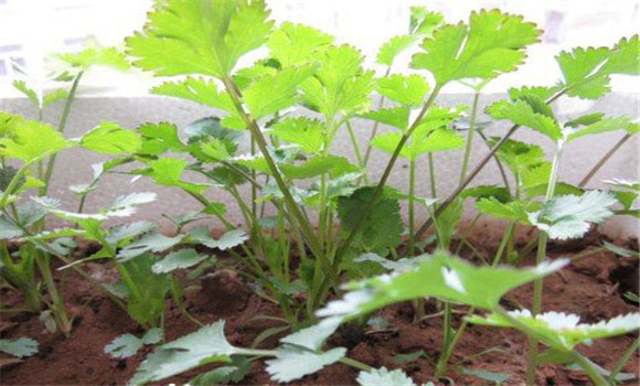 陽臺香菜的種植方法，陽臺香菜怎么種