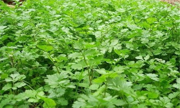 怎樣種芫荽，種芫荽的方法