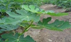 無花果的成熟時(shí)間 無花果什么時(shí)候成熟？