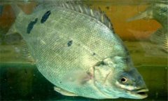 石斑魚是淡水魚嗎？石斑魚有哪些種類？