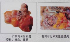 雞傳染性鼻炎用什么藥效果好，如何治療?