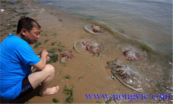 海蜇能蜇死人嗎？