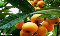 枇杷施肥時(shí)間、需肥特點(diǎn)及主要技術(shù)要求須知