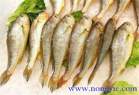 選購(gòu)黃花魚要注意哪些