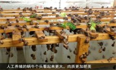 蝸牛怎么養(yǎng) 人工蝸牛養(yǎng)殖應(yīng)注意哪些問(wèn)題？