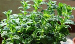留蘭香種植方法簡(jiǎn)介，怎樣栽培留蘭香