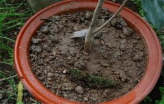 盆栽山茶花養(yǎng)殖關(guān)鍵技術(shù)：如何用土、換盆、澆