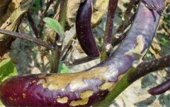 茄子病蟲害防治：茄子綿疫病、褐紋病、地老虎