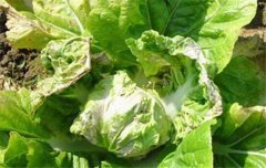 大白菜病蟲害防治：白菜病毒病、霜霉病等