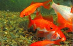 金魚的種類可分為草金魚、龍睛魚、文魚和蛋魚