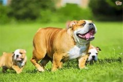 怎樣加強(qiáng)懷孕母犬飼養(yǎng)管理，防止胚胎死亡或流