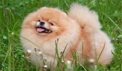 絲毛犬有哪些品種，如何購買與飼養(yǎng)絲毛犬
