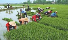中稻什么時(shí)候下種、幾月收割？