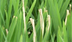 怎樣防止雜交水稻的白葉枯病 用什么藥治療？